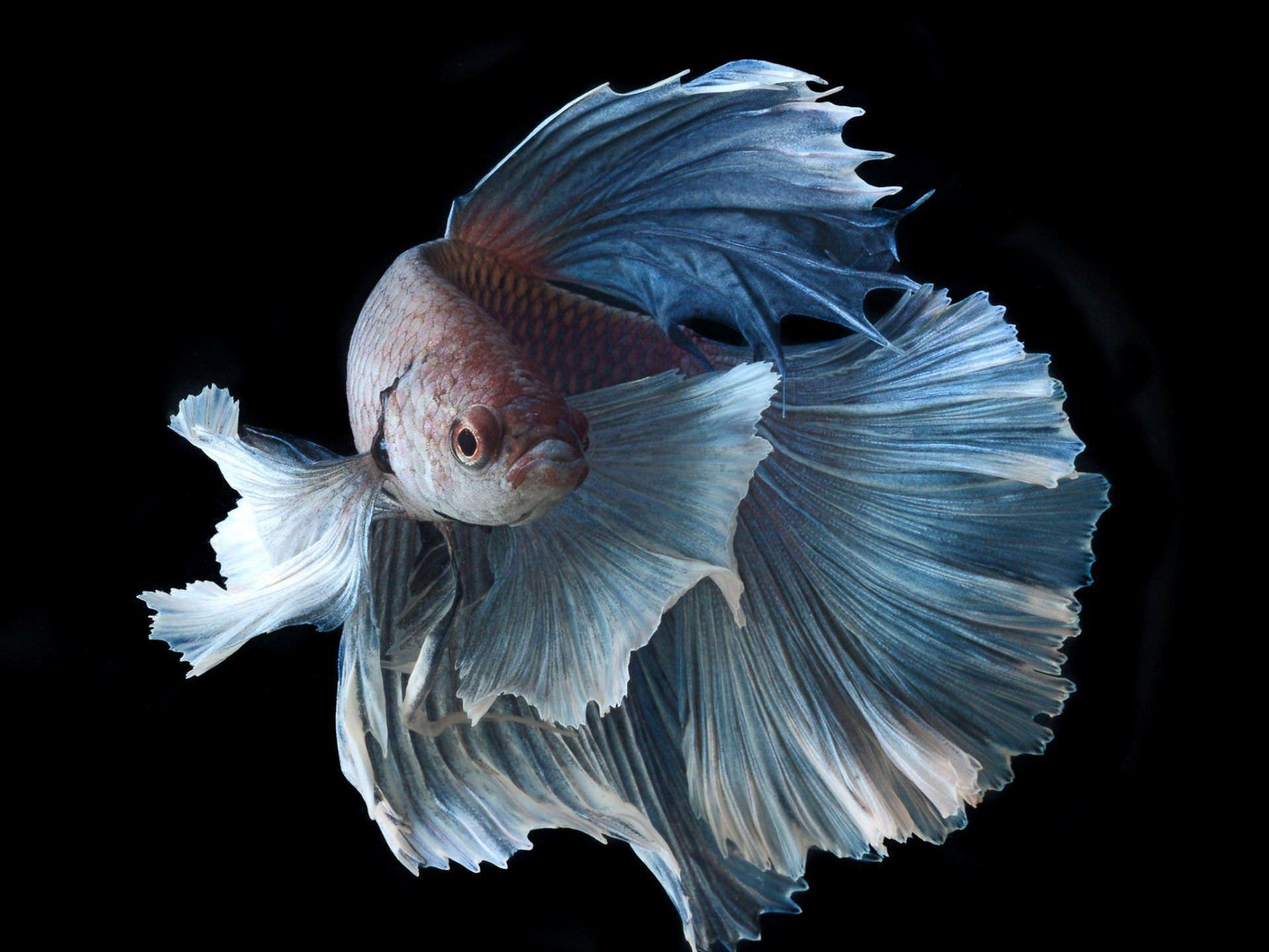 1920x1440 Betta Fish Wallpaper for Android
