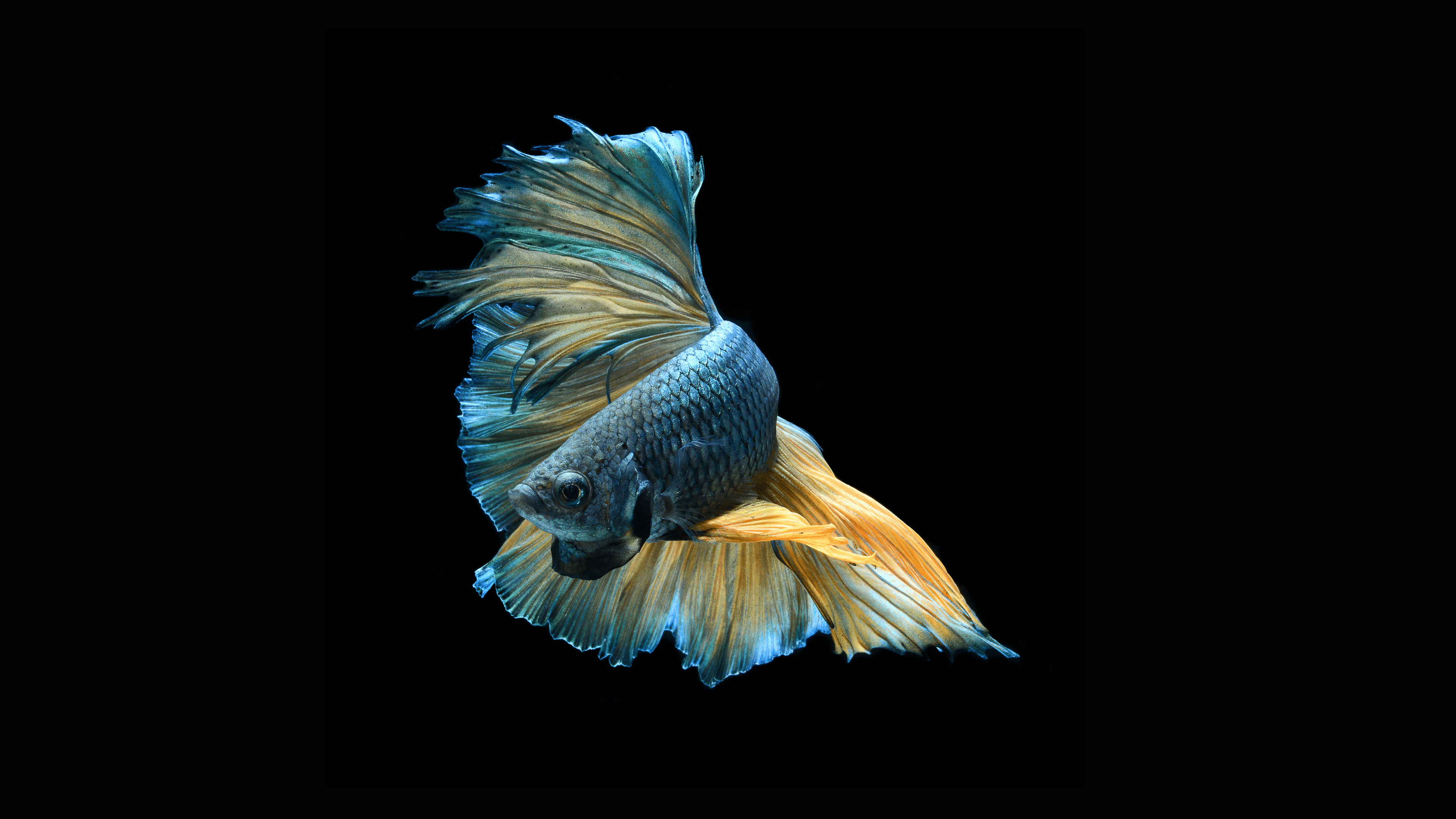 3840x2160 Betta Fish Fish Wallpaper