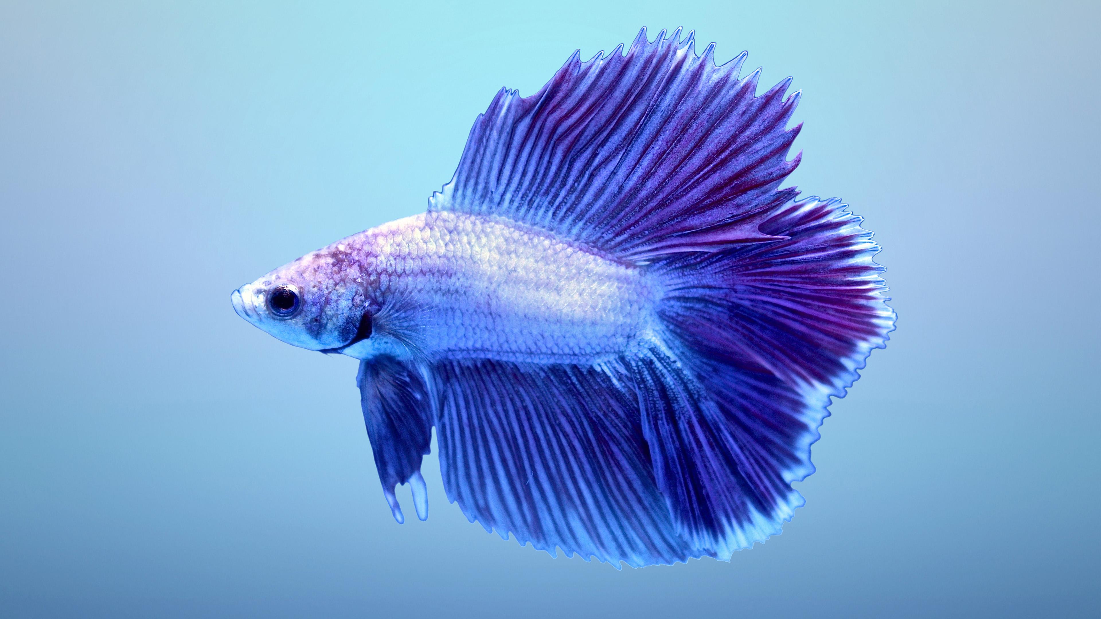 3840x2160 betta HD wallpaper, background