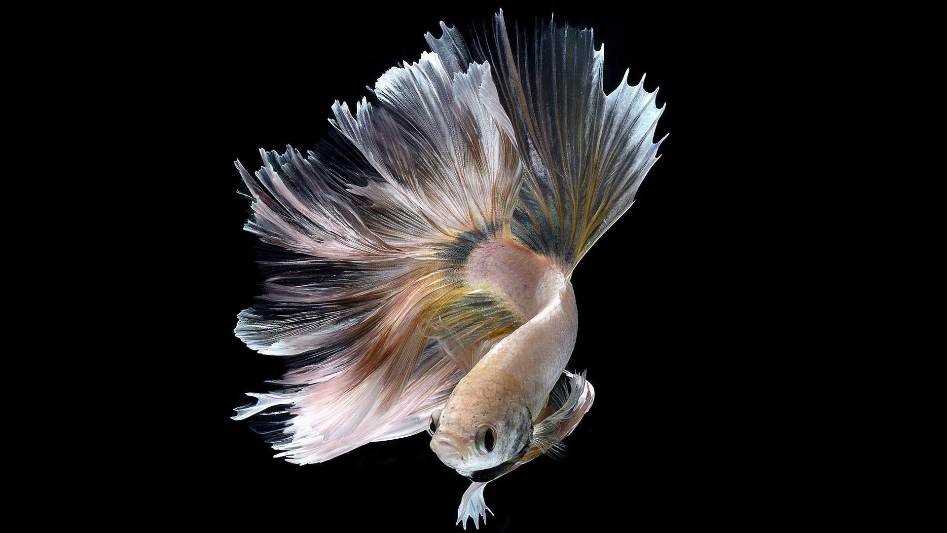 1920x1080 Halfmoon Albino Betta Fish Picture 18 of 20 Wallpaper Wallpaper. Wallpaper Download. High Resolution Wallpaper