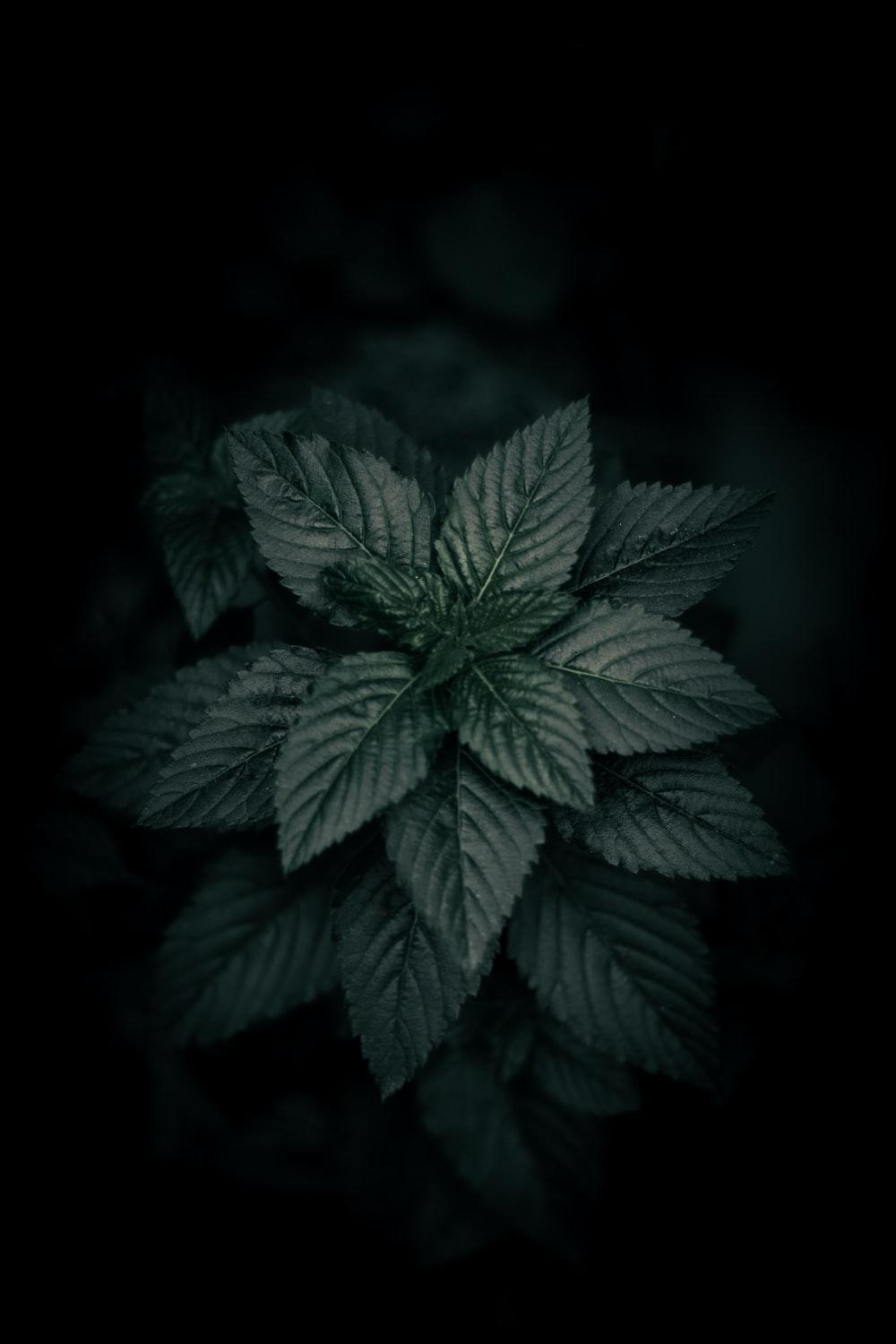 1000x1500 Black Wallpaper: Free HD Download [HQ]