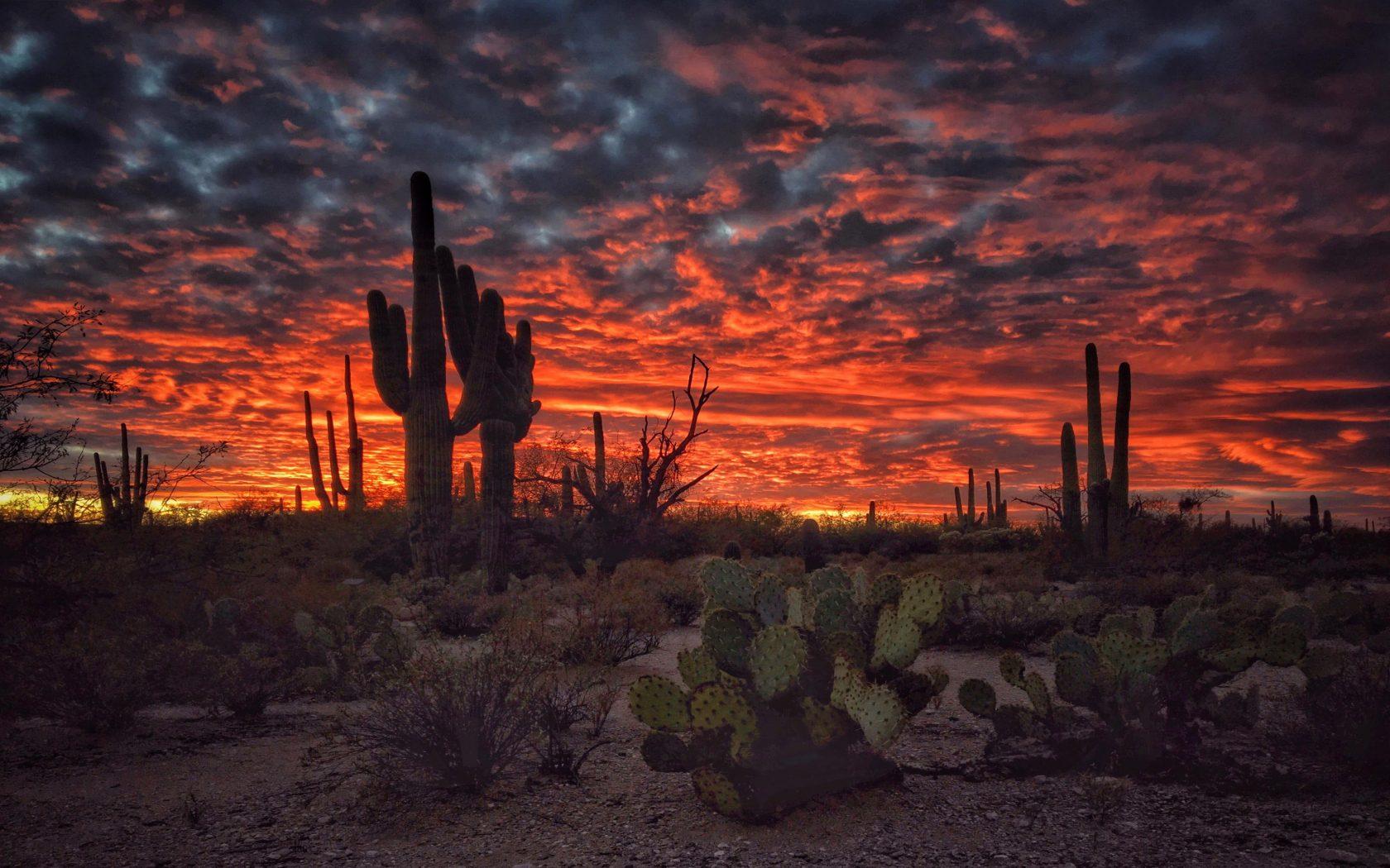 1680x1050 Tucson Arizona Sunset Flaming Sky Desert Landscape With Cactus Desktop HD Wallpaper For Mobile Phones And Computer 3840x2400 :