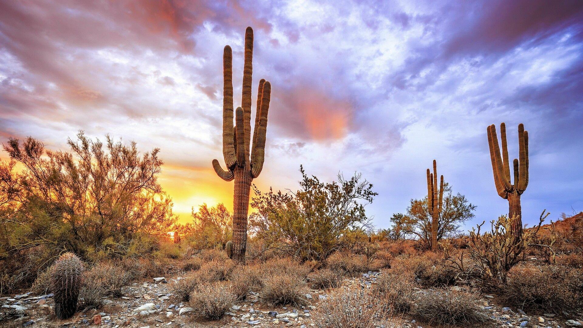 Arizona Desert Landscape Wallpapers - Top Free Arizona Desert Landscape ...