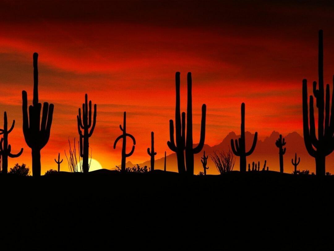 1080x810 Deserts: Arizona Sonoran Saguaros Desert Deserts Wallpaper for HD (2021)