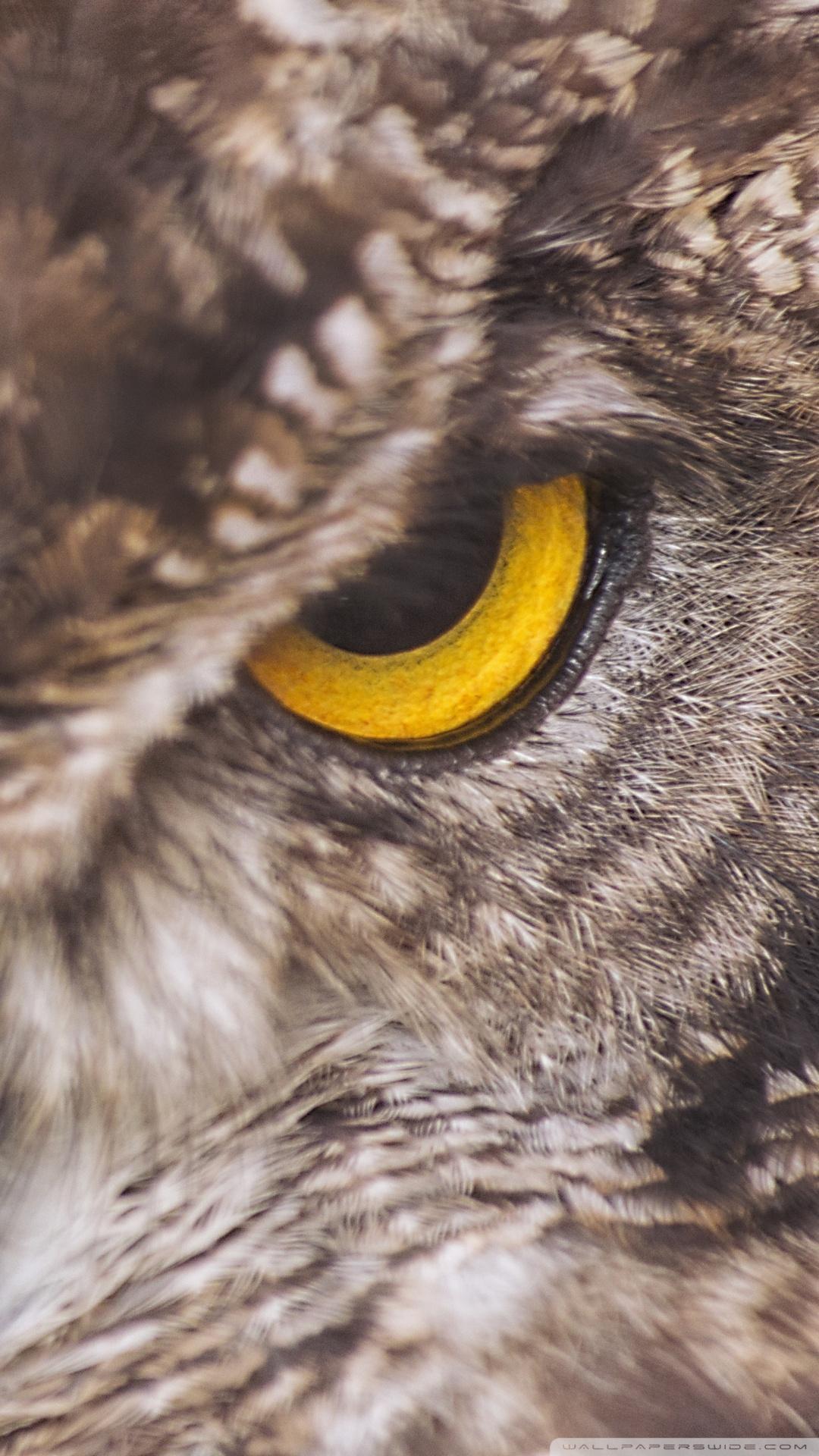 1080x1920 Owl Phone Wallpaper