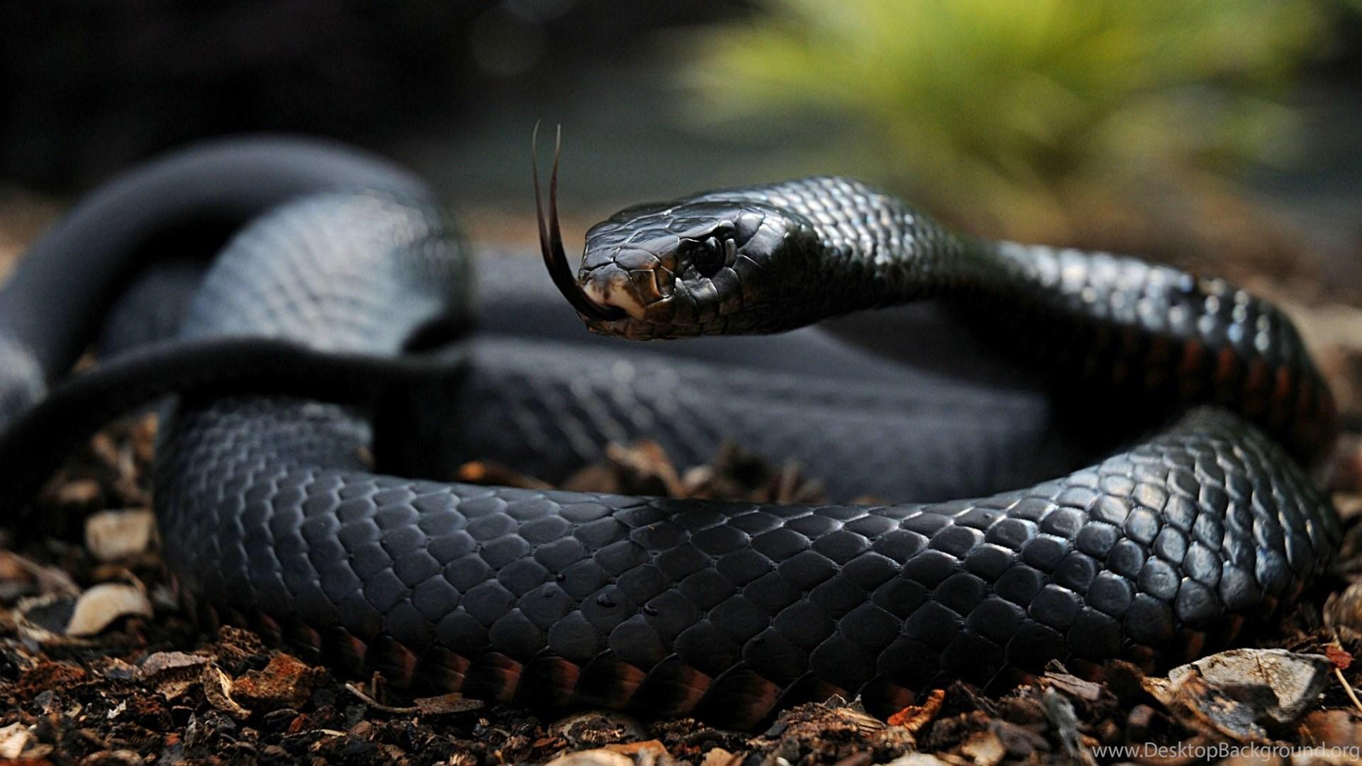 1920x1080 Desktop HD Wallpaper Snake Black Mamba Desktop Background