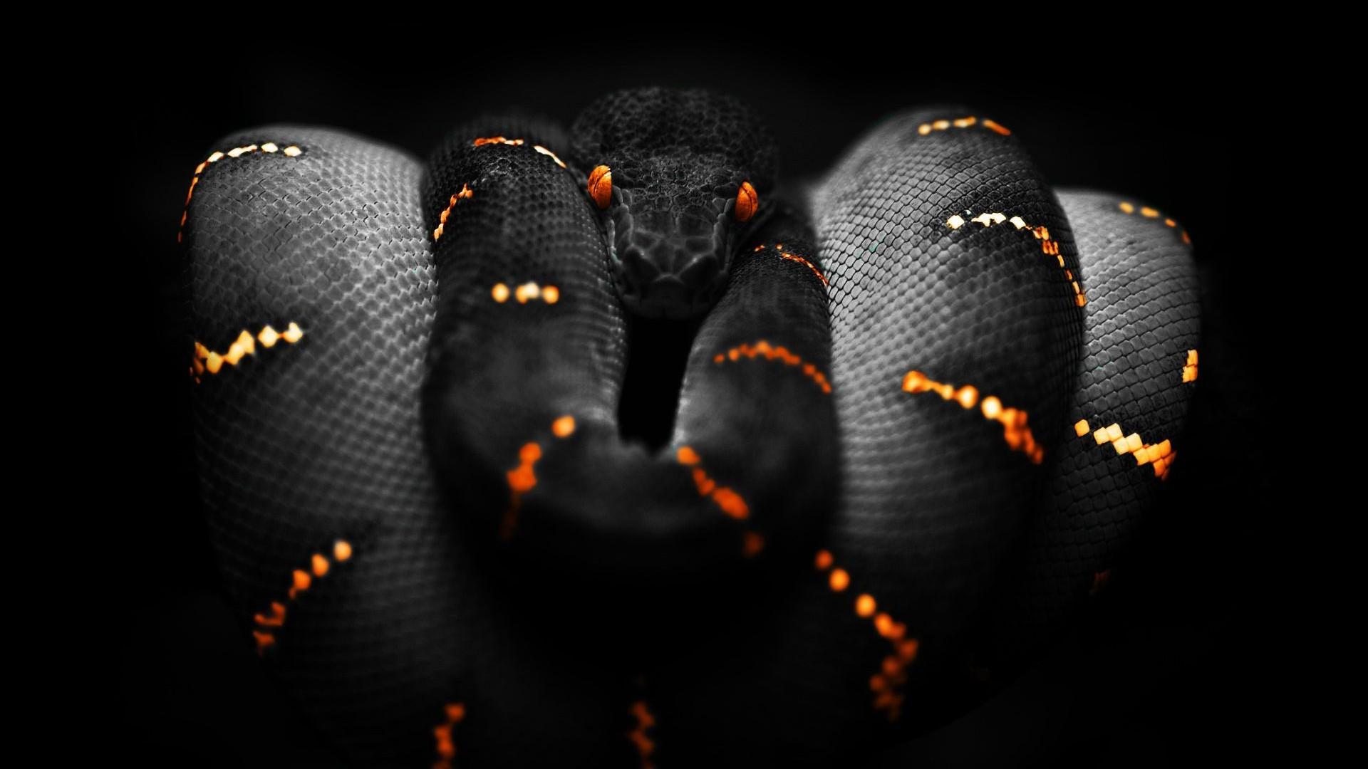 1920x1080 Black Mamba Wallpaper Snake
