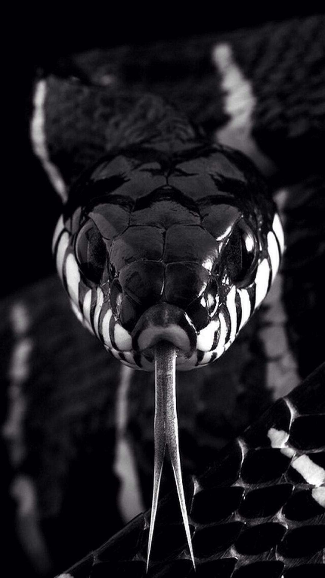 1080x1920 iPhone Cool Snake Wallpaper