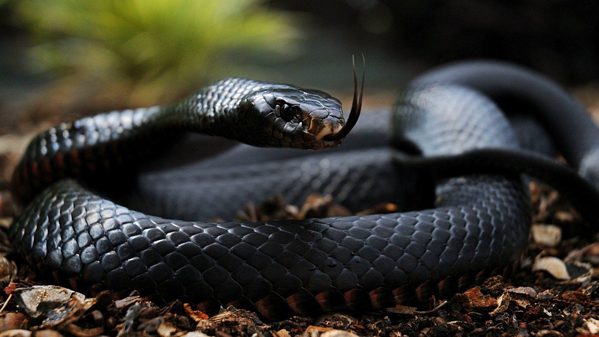 1920x1080 Black Mamba Snake Wallpaper
