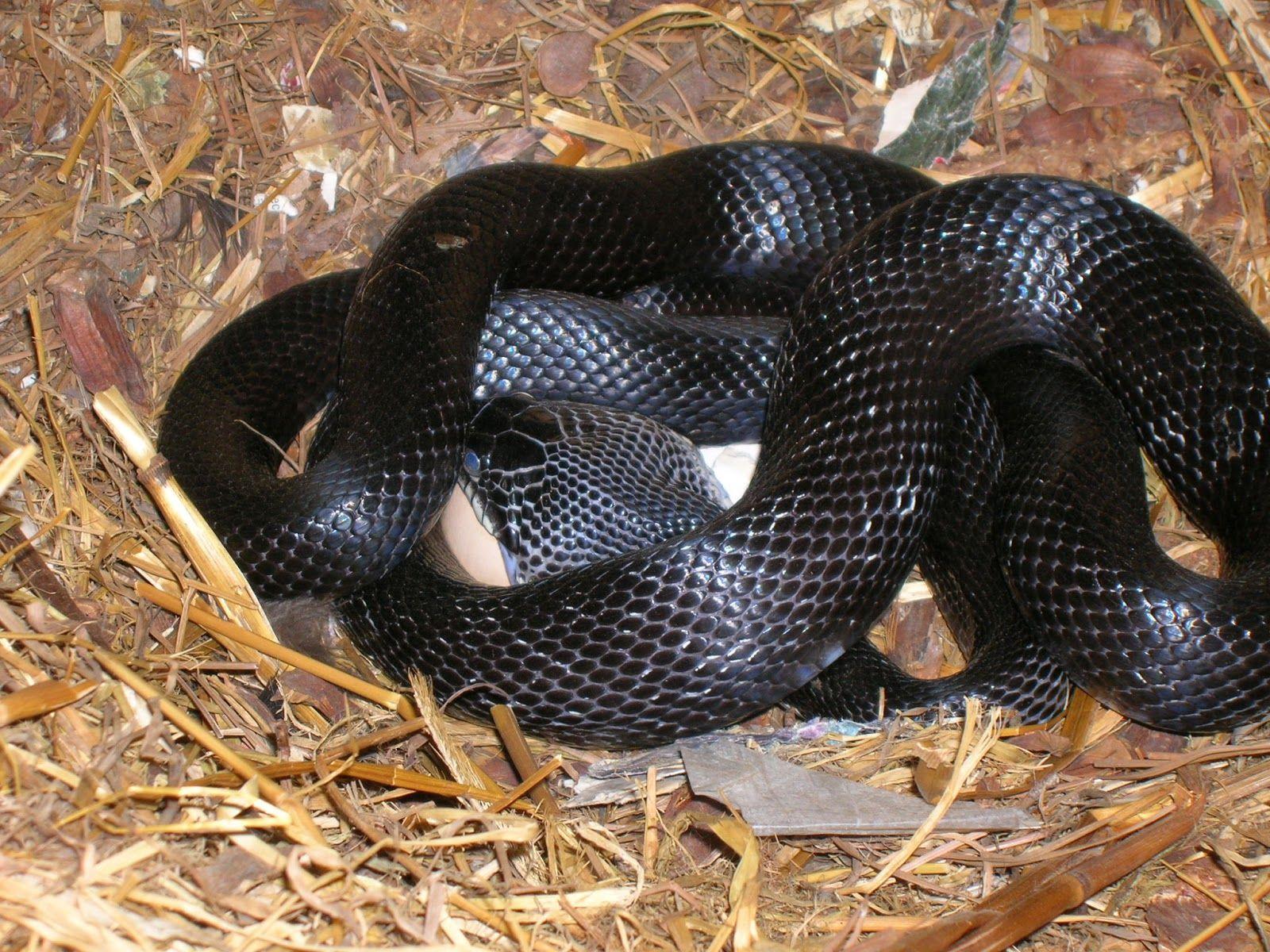 1600x1200 Black Mamba on Eggs. Black mamba snake, Snake wallpaper, Snake image