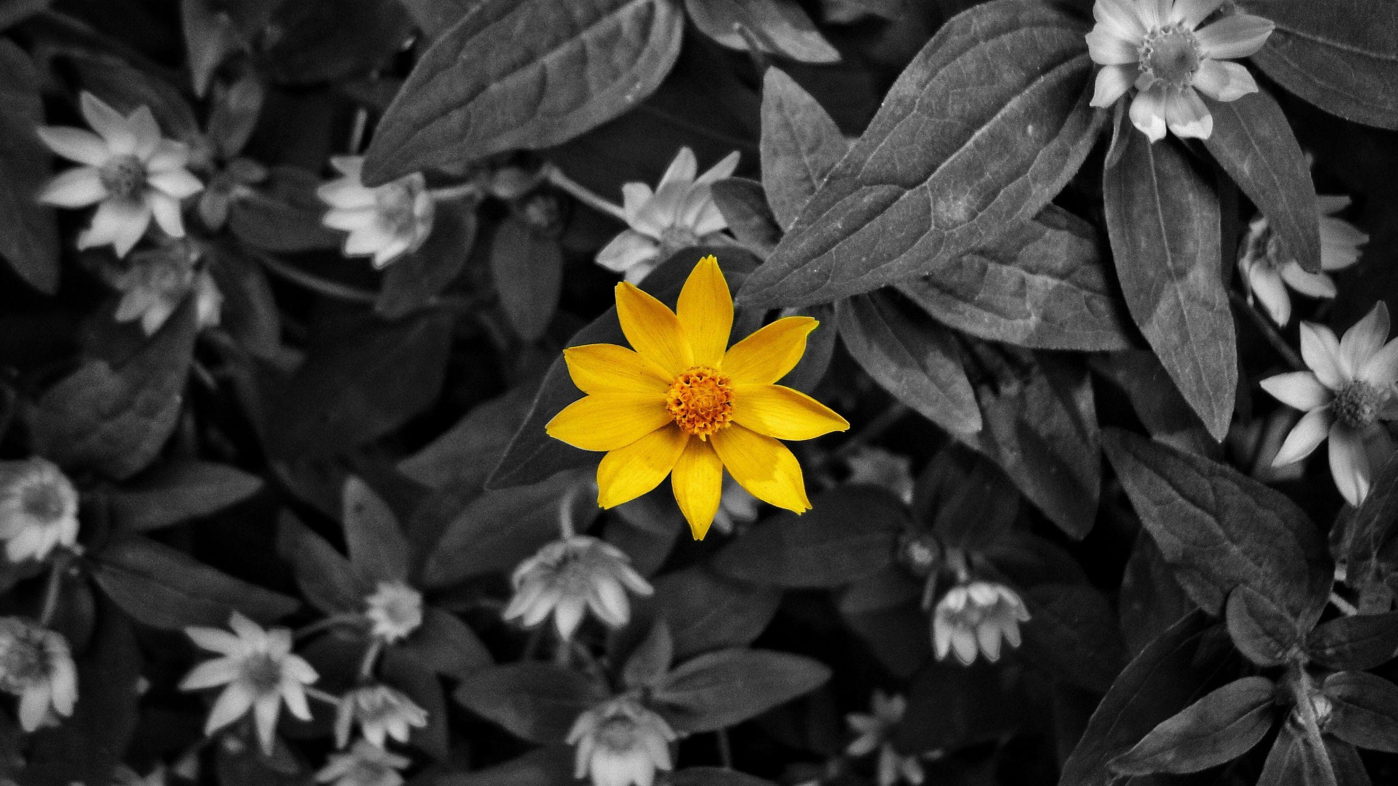 2880x1619 Yellow 4K wallpaper for your desktop or mobile screen free and easy to download