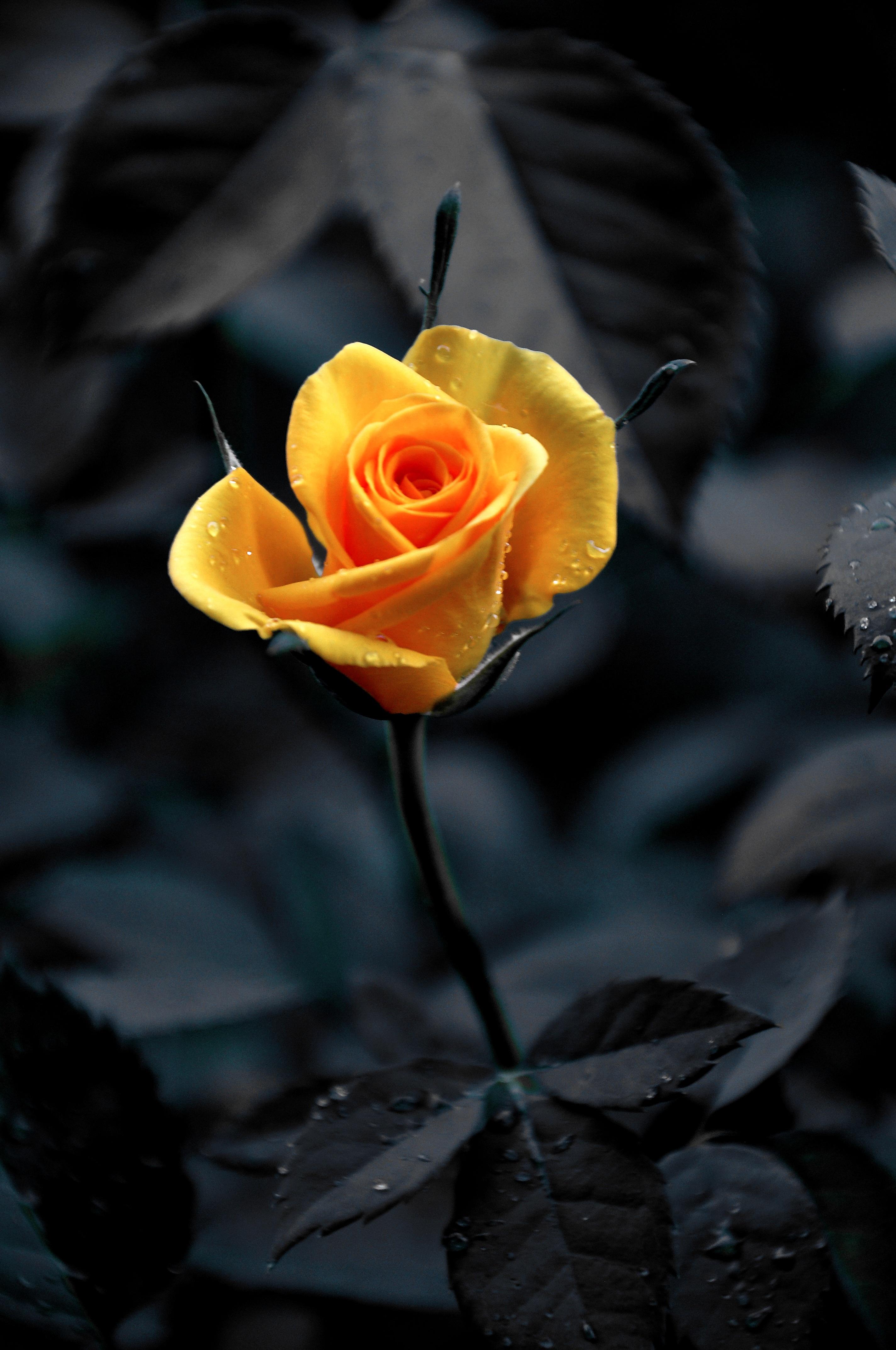 2848x4288 Yellow rose on a black white background free image download