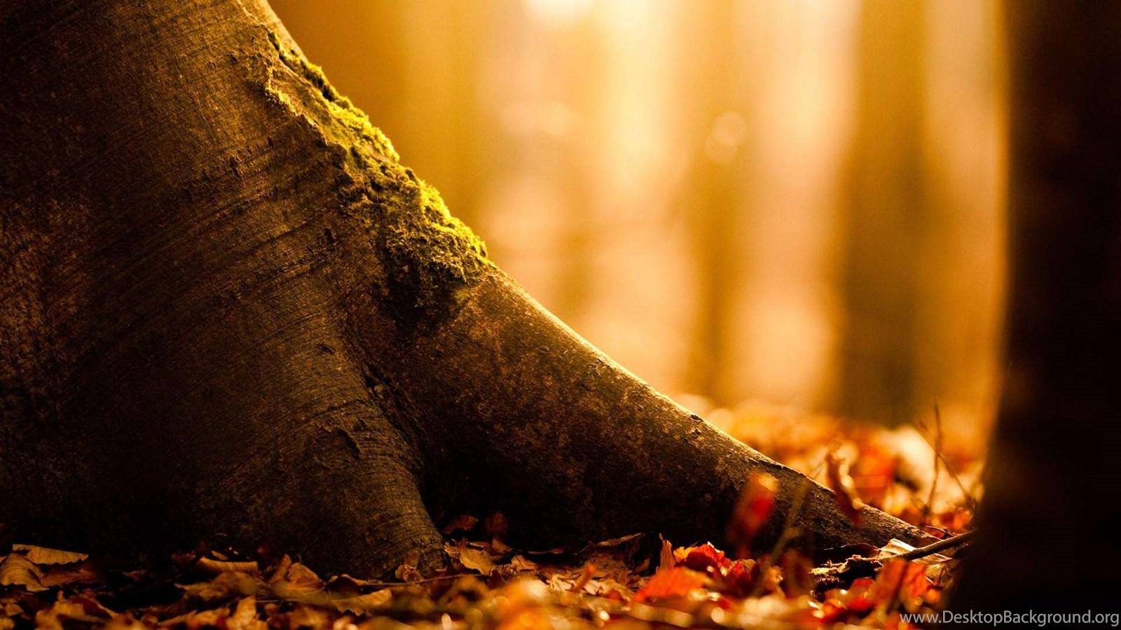 Abstract Autumn Wallpapers - Top Free Abstract Autumn Backgrounds ...