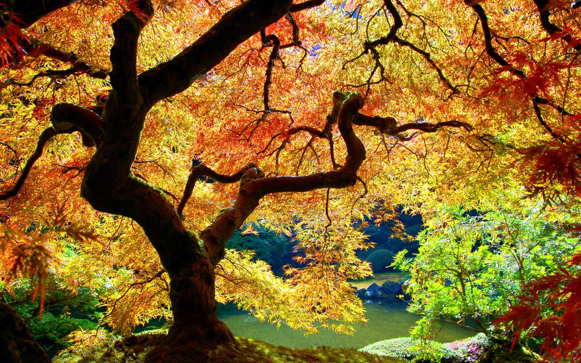 1920x1200 Autumn Wallpaper (29)