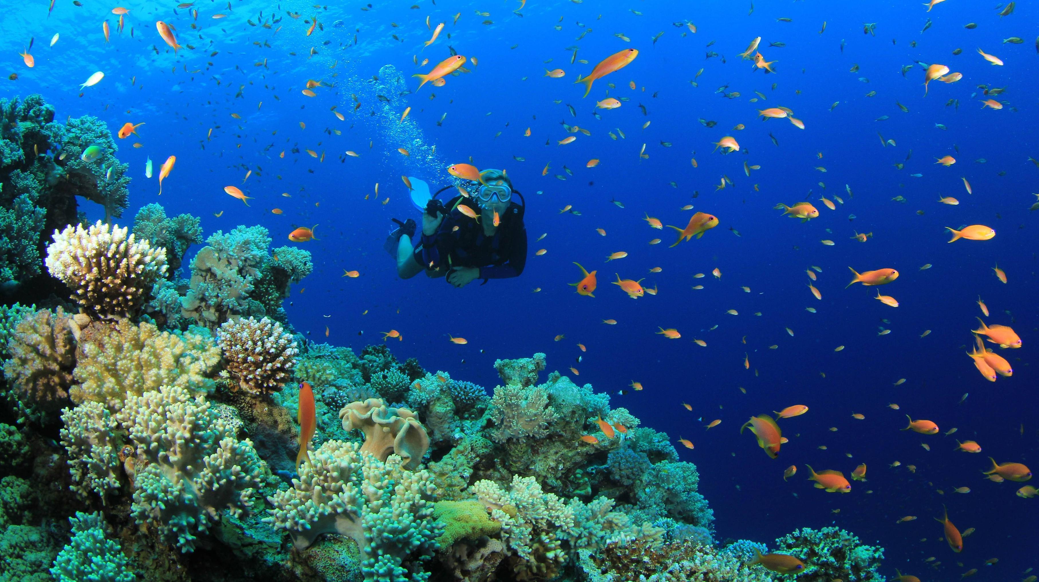 3629x2033 Free download Scuba Diving Wallpaper [3629x2033] for your Desktop, Mobile & Tablet. Explore Deep Sea Diving Wallpaper. Deep Sea Diving Wallpaper, Deep Sea Wallpaper, Deep Sea Wallpaper