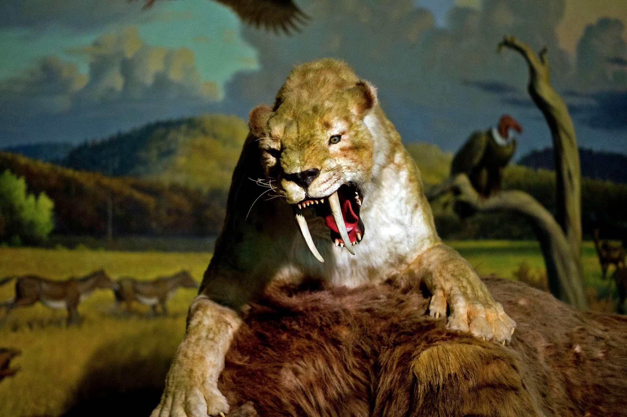 2048x1361 sabertooth wallpaper, lion, felidae, wildlife, terrestrial animal, big cats