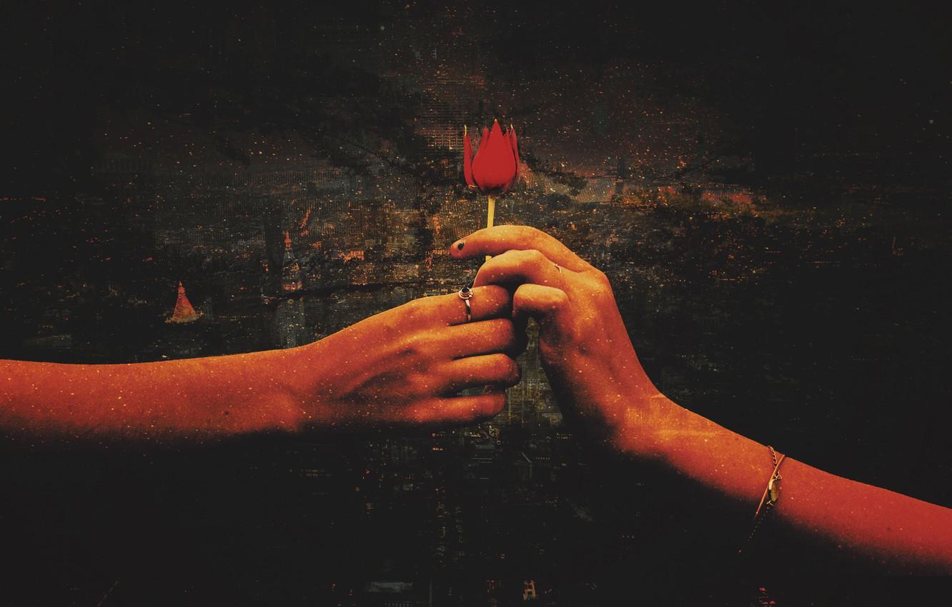1332x850 Wallpaper flower, love, red, background, rose, Love, hands, art, Red Rose image for desktop, section настроения