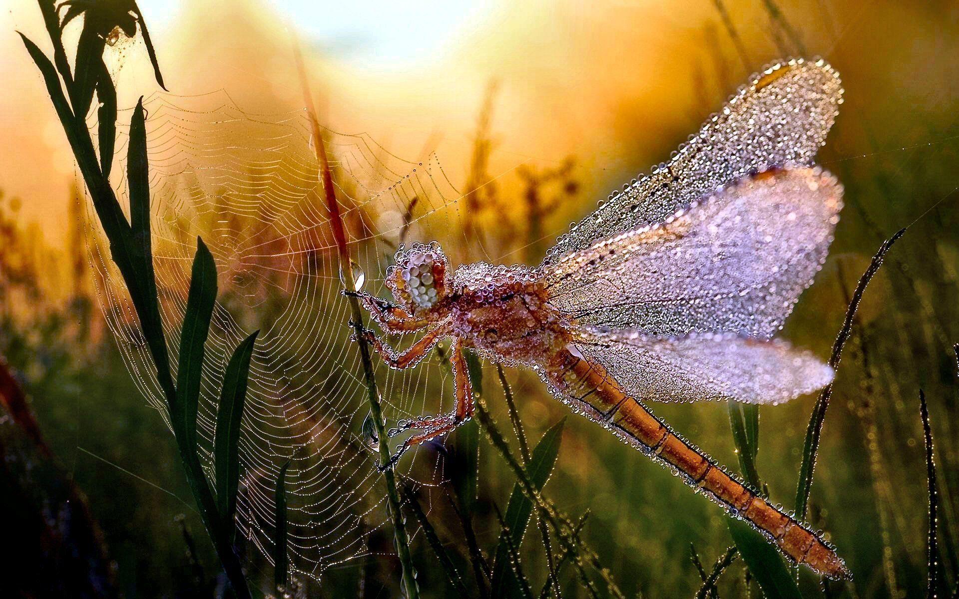 1920x1200 Spider Web HD Wallpaper and Background Image