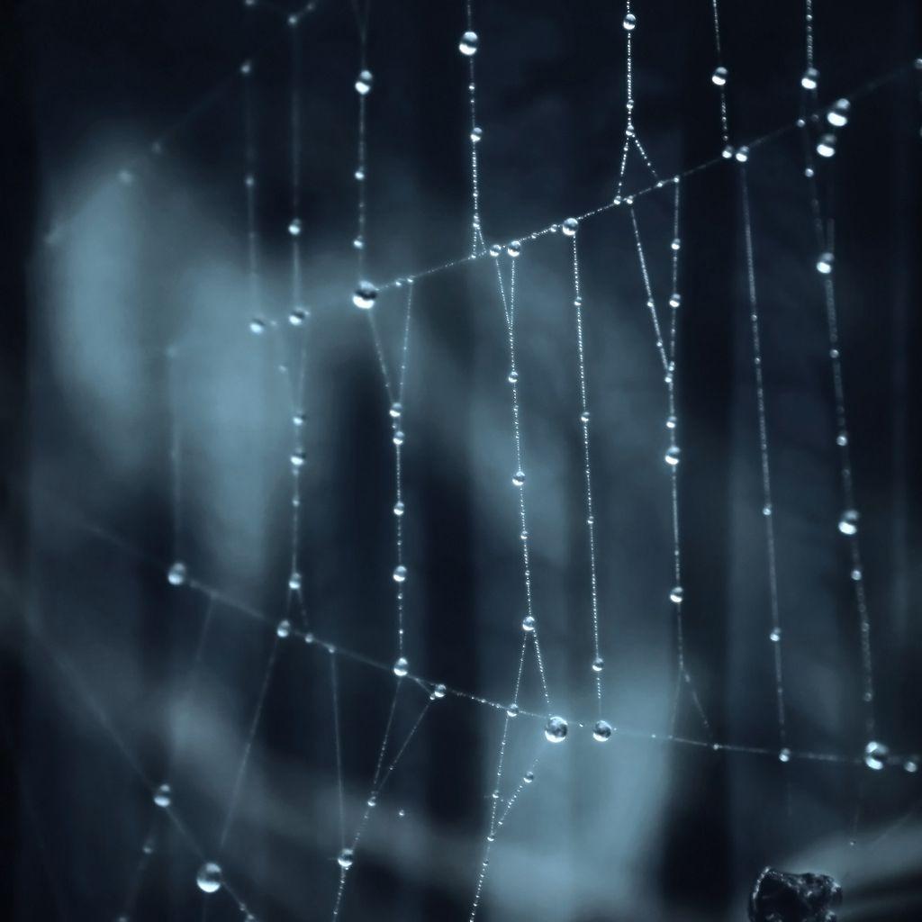 1024x1024 Wallpaper Of Spider