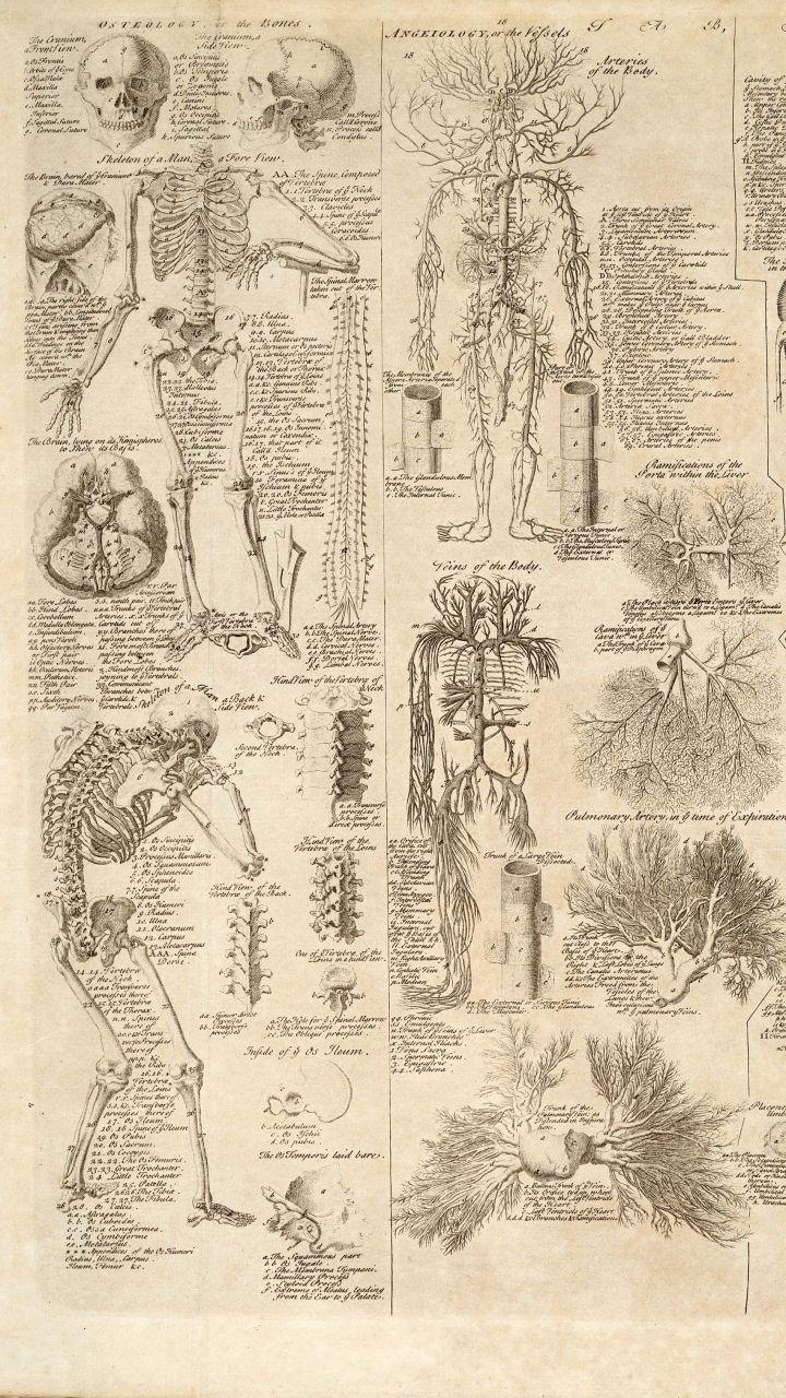 Vintage Anatomy Wallpapers - Top Free Vintage Anatomy Backgrounds -  WallpaperAccess