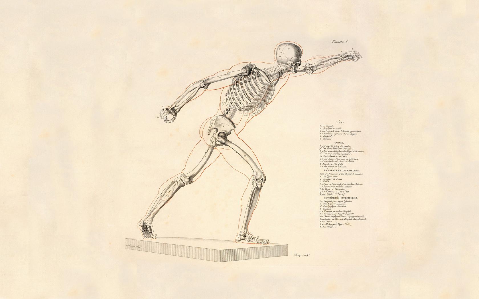 1680x1050 Free download Human Anatomy Wallpaper Human anatomy [1680x1050] for your Desktop, Mobile & Tablet. Explore Anatomy Wallpaper. Human Anatomy Wallpaper, Grey S Anatomy Wallpaper, Grey Wallpaper HD