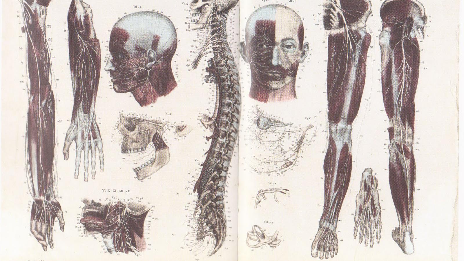 Vintage Anatomy Wallpapers - Top Free Vintage Anatomy Backgrounds