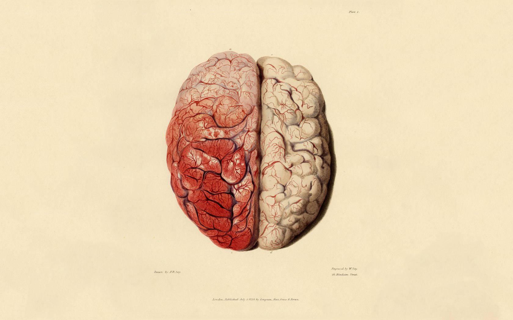 1680x1050 Anatomy Wallpaper