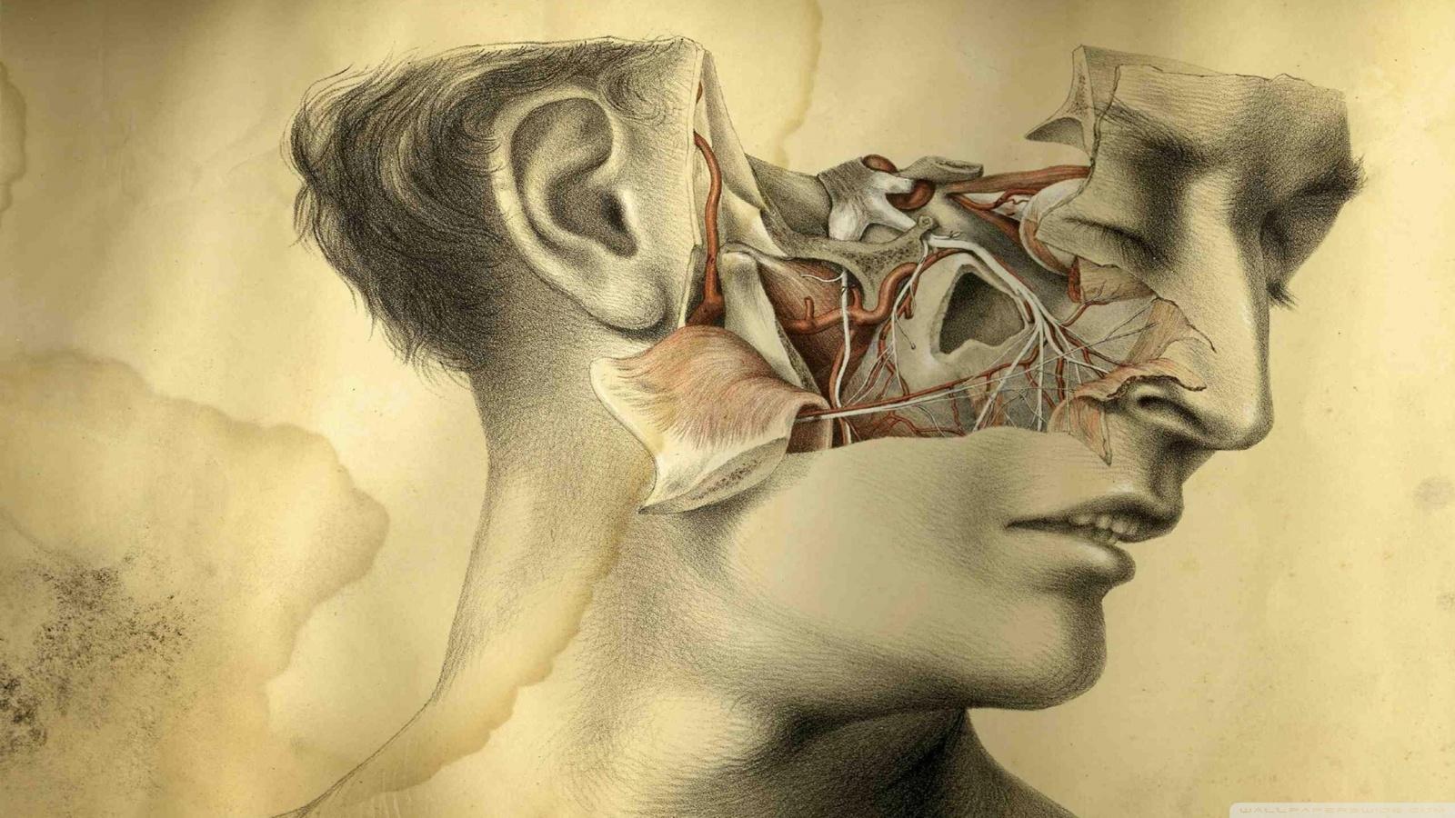 Vintage Anatomy Wallpapers - Top Free Vintage Anatomy Backgrounds