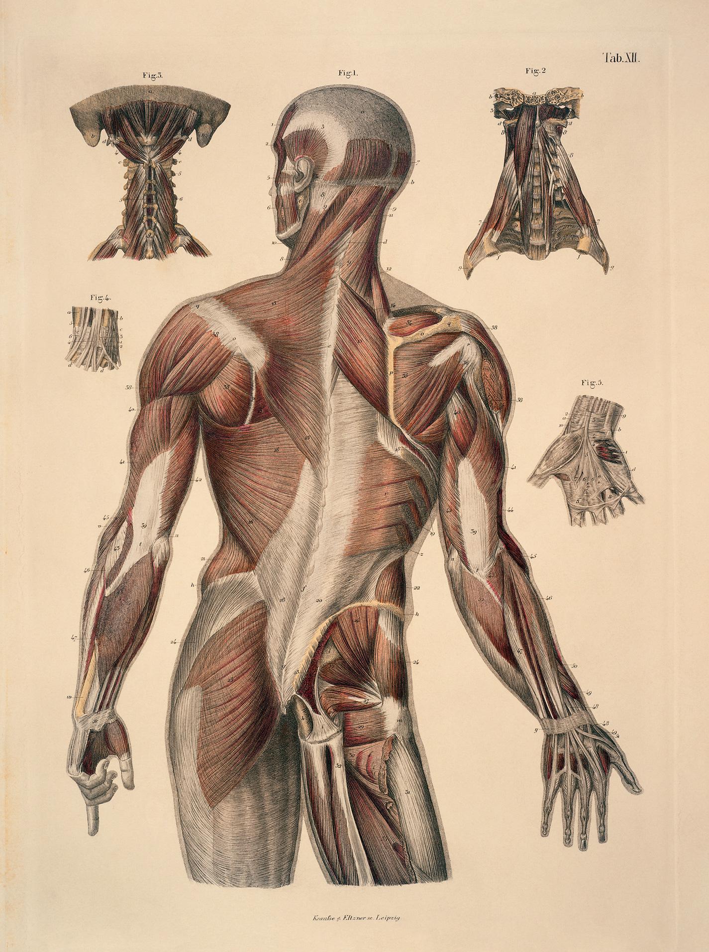 Vintage Anatomy Wallpapers - Top Free Vintage Anatomy Backgrounds