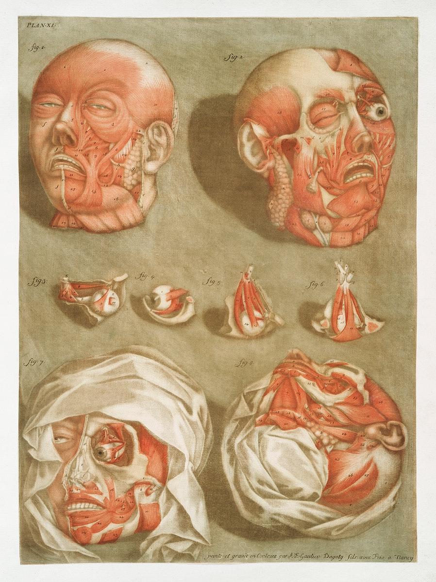 898x1200 Vintage Medical Illustration Eye Image Wallpaper