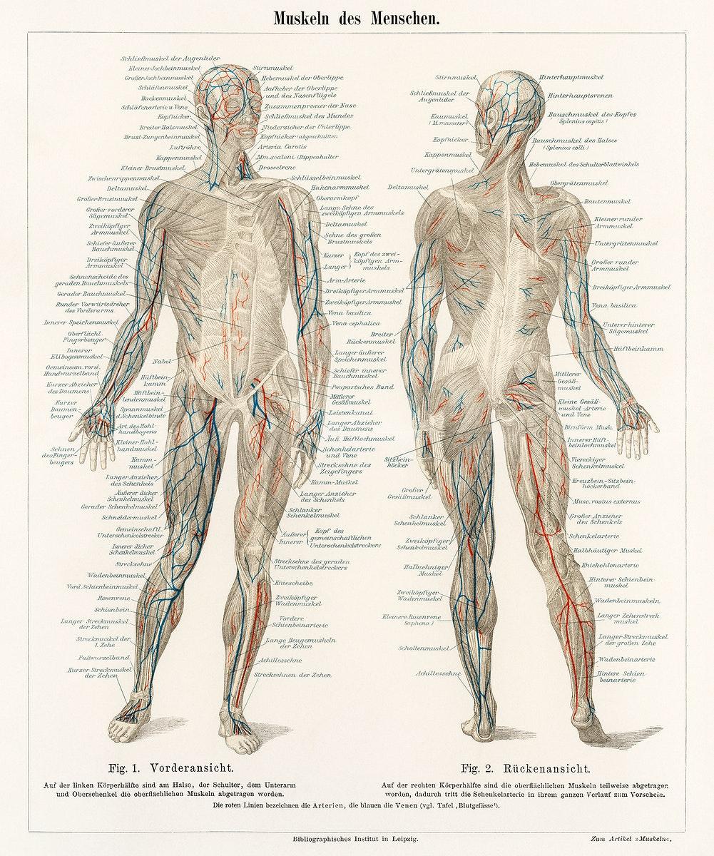 1001x1200 Arteries Muscle Image Wallpaper