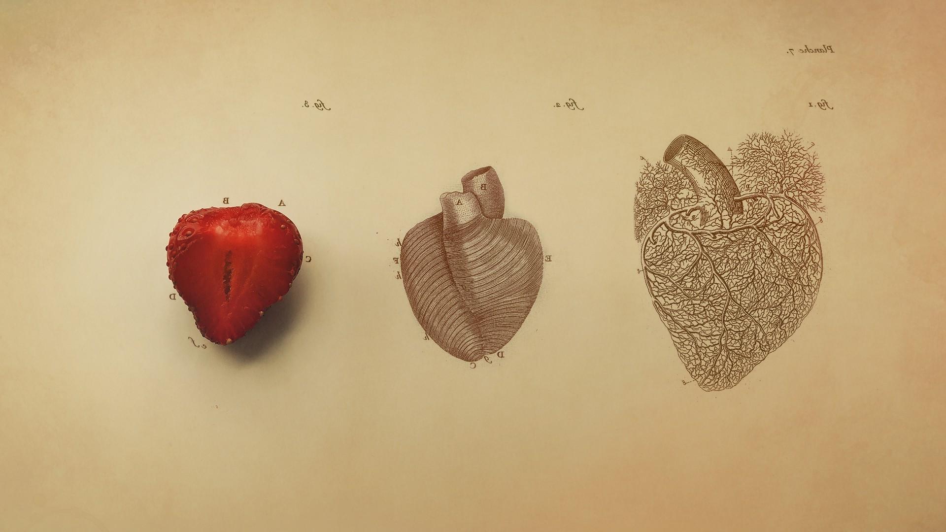 Vintage Anatomy Wallpapers - Top Free Vintage Anatomy Backgrounds