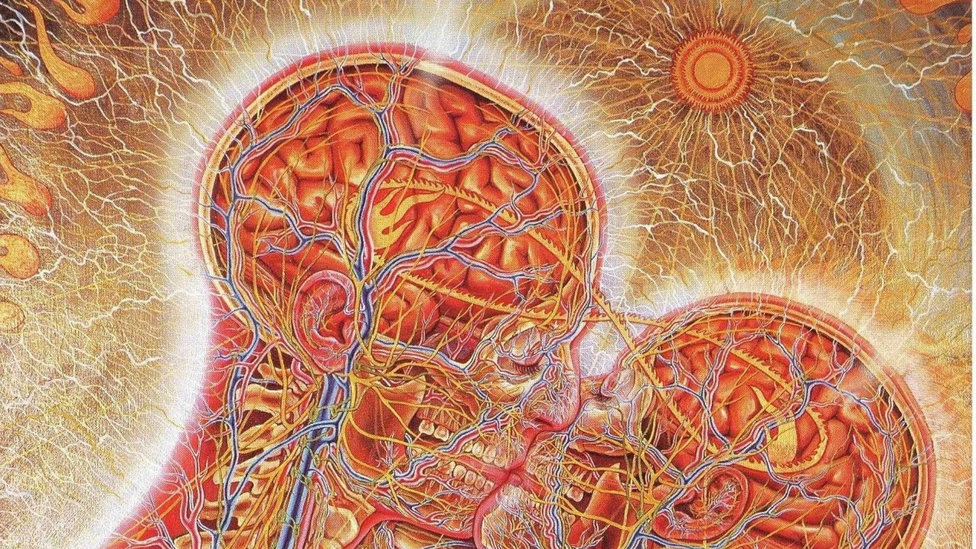 1920x1080 Brain Anatomy Wallpaper