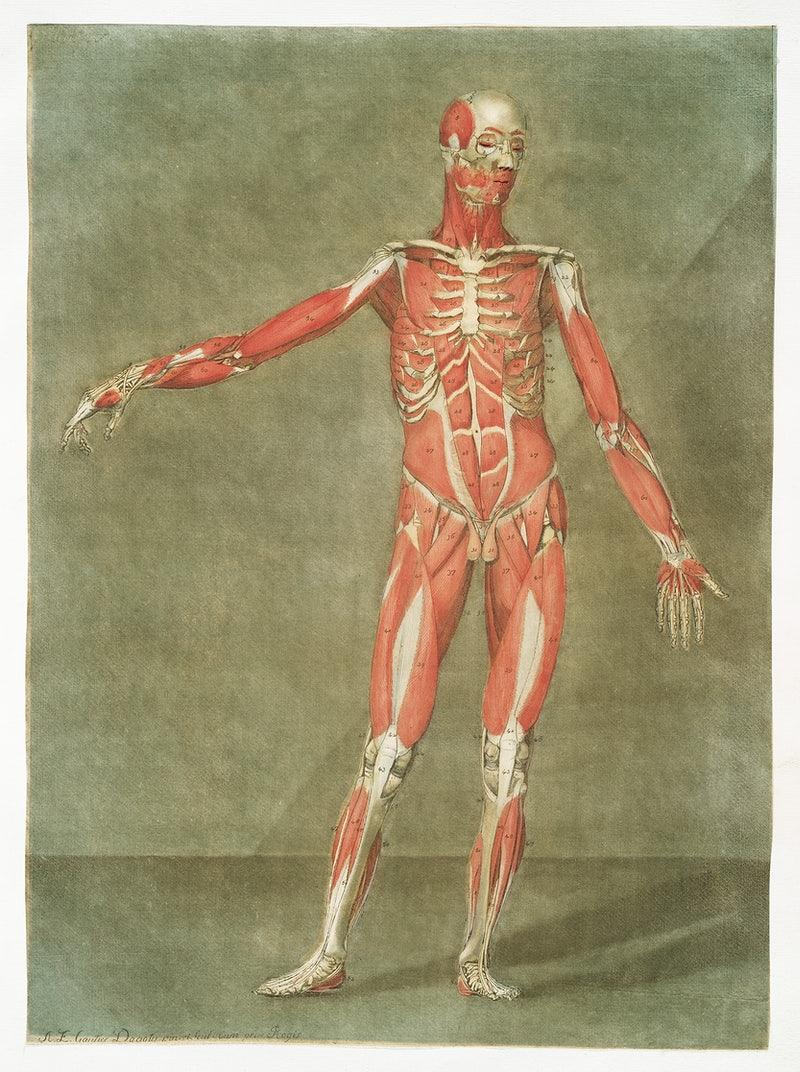 Vintage Anatomy Wallpapers - Top Free Vintage Anatomy Backgrounds