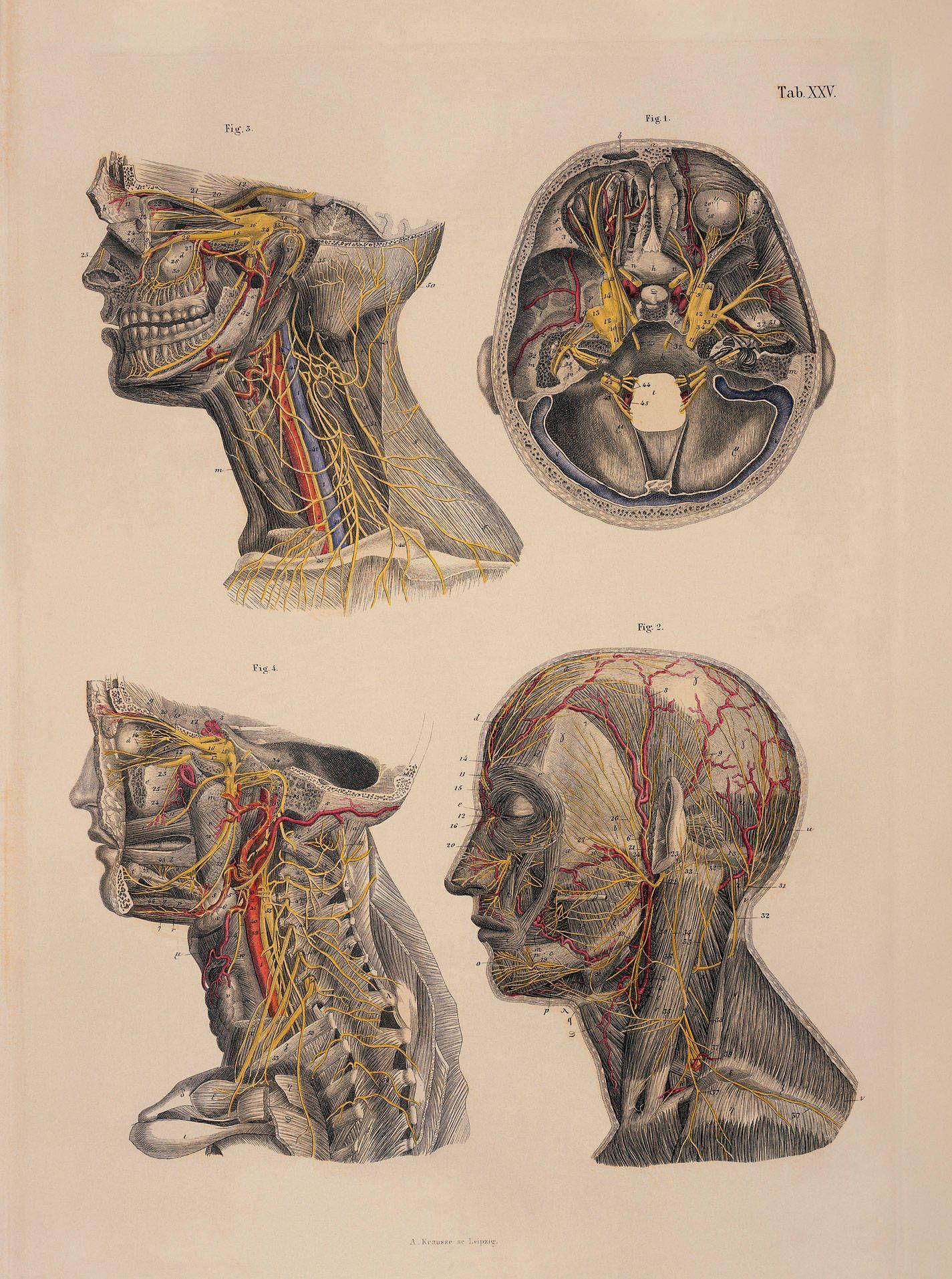 1425x1913 Brain Anatomy Wallpaper