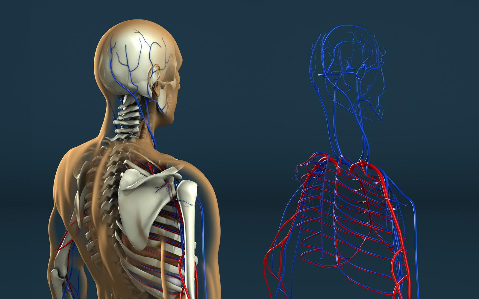 Human biology. Анатомия человека. Тело человека. Анатомия человека в картинках. Тело человека анатомия.