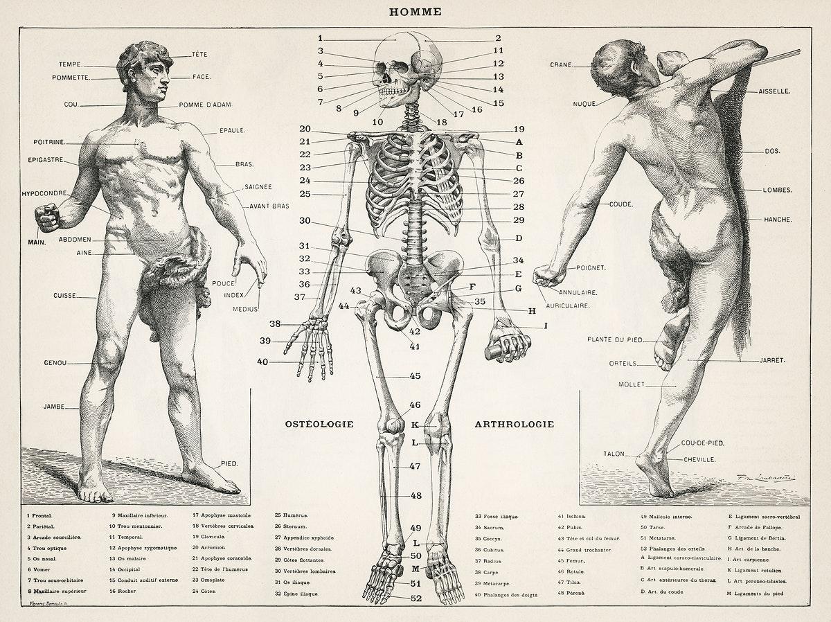 1200x898 Muscular System Image Wallpaper