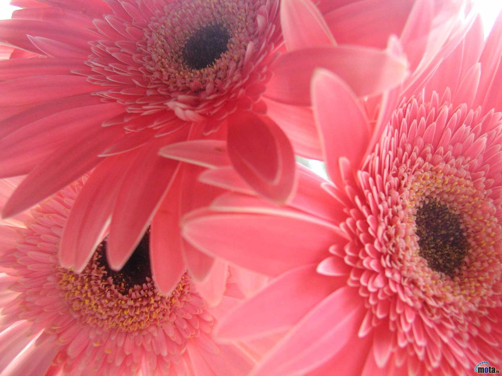 Pink Sunflower Desktop Wallpapers - Top Free Pink Sunflower Desktop ...