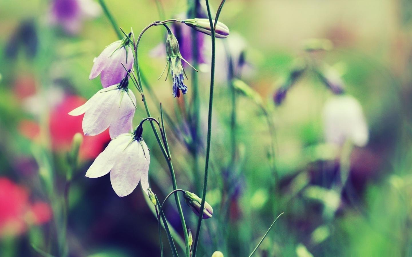 1440x900 Best Bells Mac Wallpaper Free HD Download