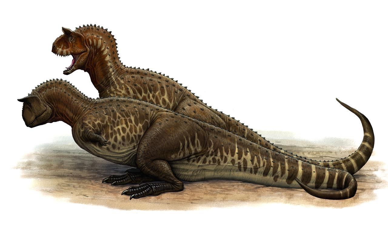 1280x751 Evan Johnson Ransom Carnotaurus Is An Amazing Theropod, With Its Bull Like Horns And Slender Legs That Made It A Speed Demon, And Being One Of My Top Five Favorite Theropods. Art