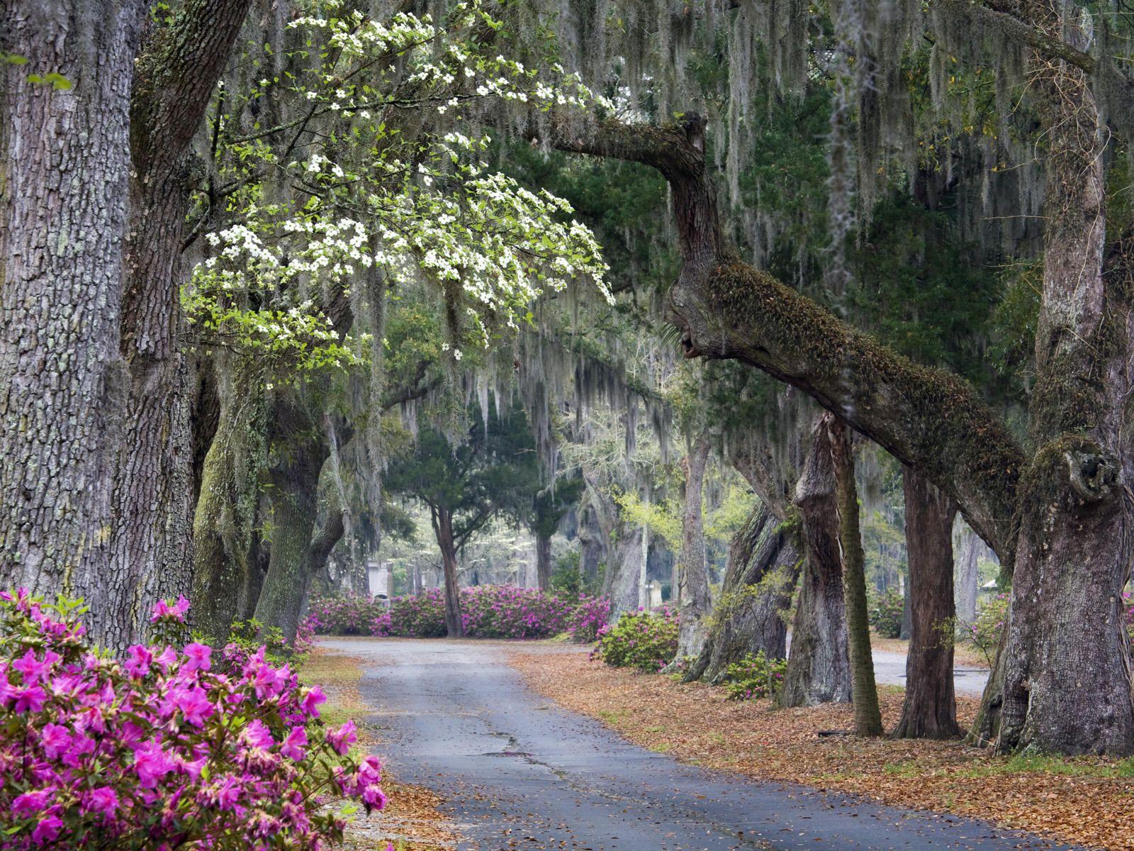 1600x1200 Beautiful Savannah ideas. savannah chat, savannah ga, savannah georgia