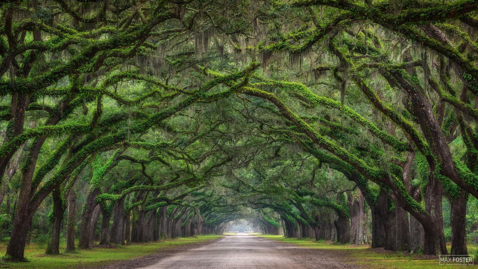 1600x900 Tunnel Vision. Wormsloe Plantation. Savannah, Georgia. Max Foster Photography