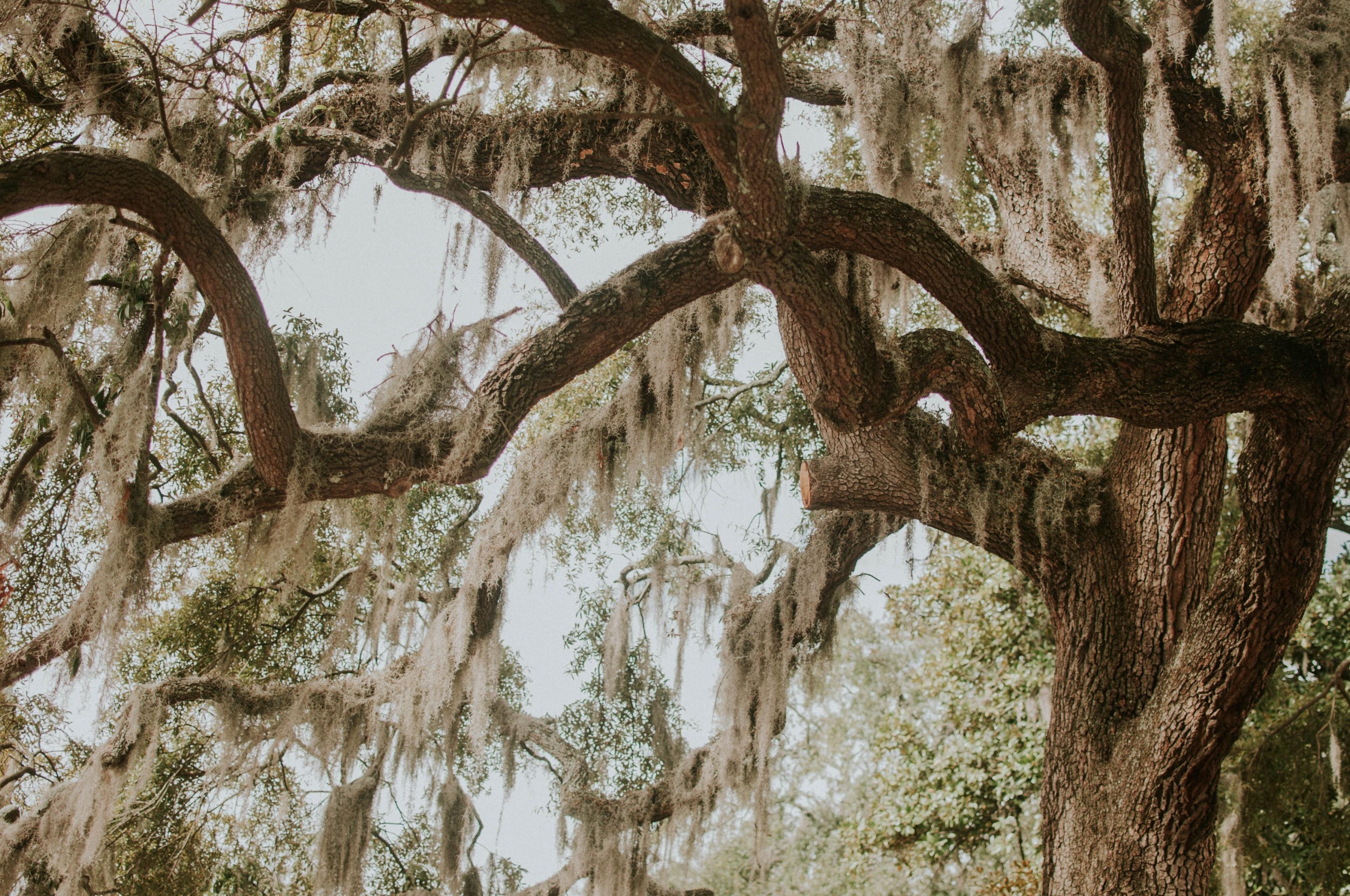 3840x2550 Wallpaper / savannah georgia 4k wallpaper free download