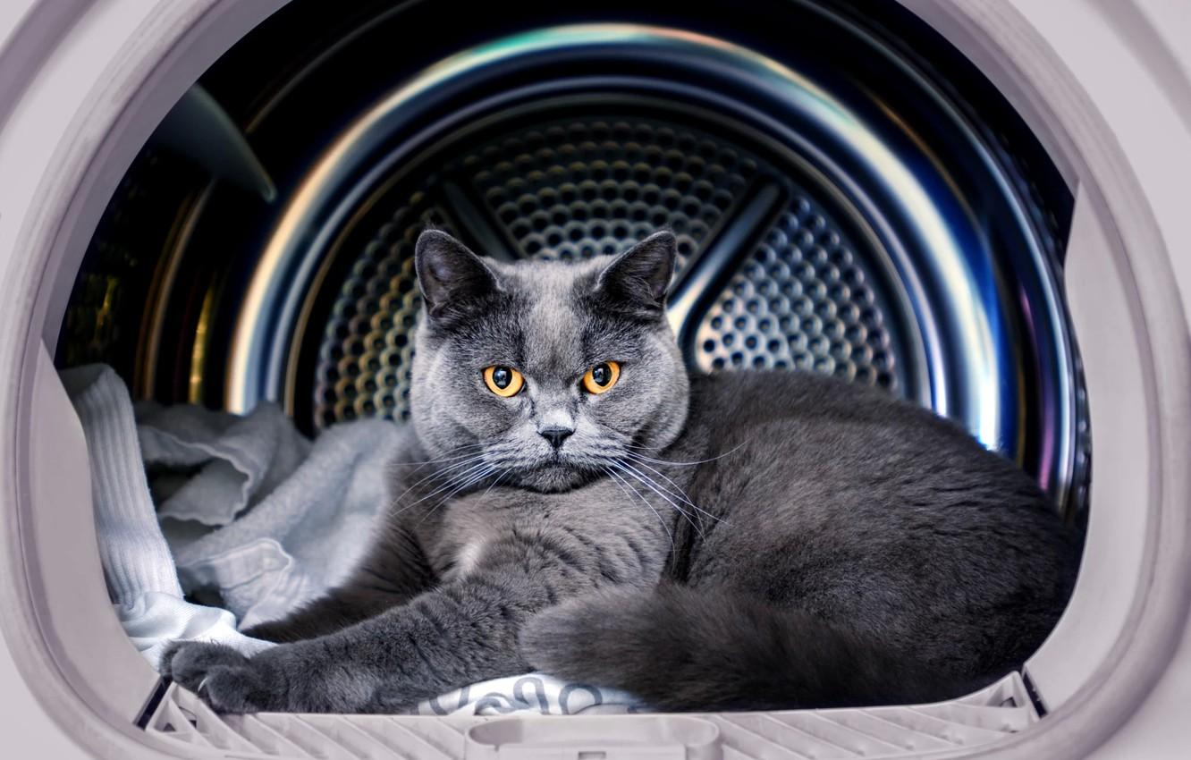 1332x850 Wallpaper cat, cat, look, grey, lies, British, yellow eyes, washing machine, the boss image for desktop, section кошки