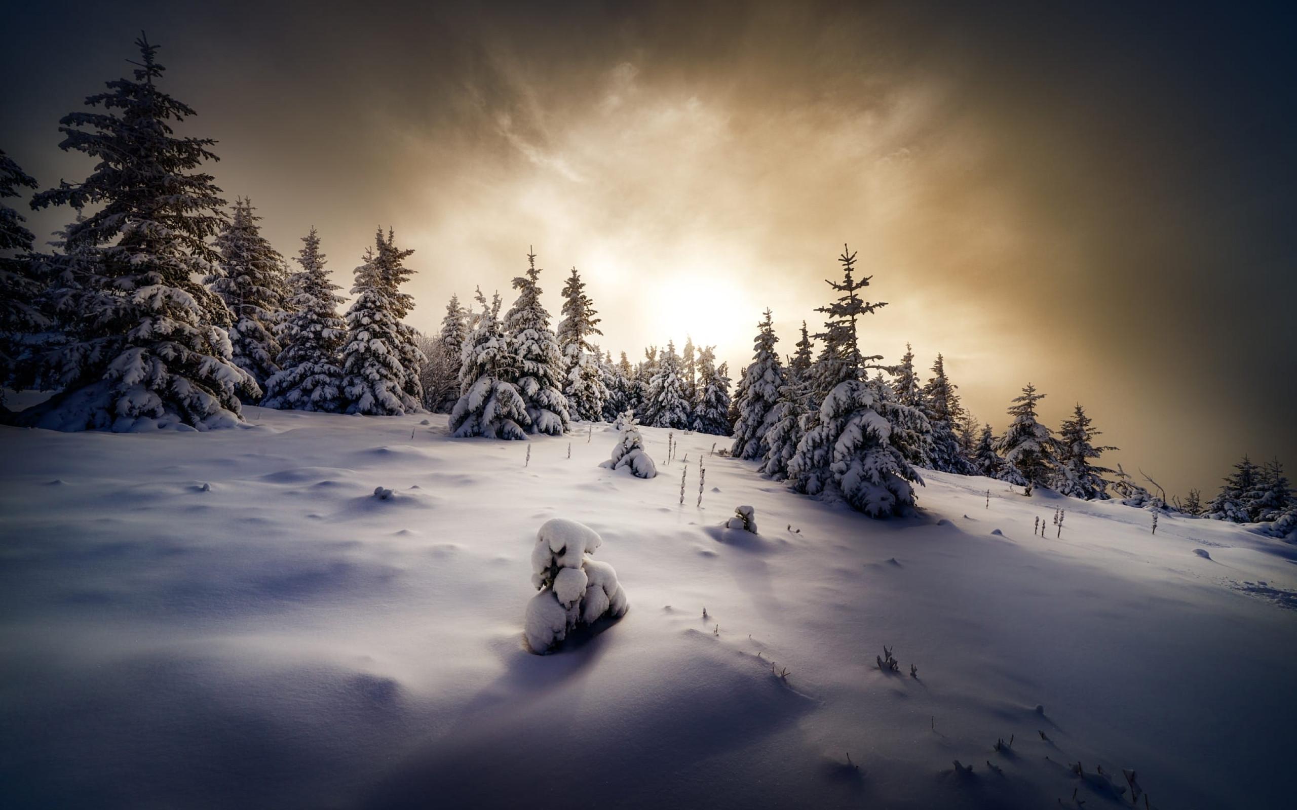 2560x1600 Winter Spruce 2560x1600 Resolution Wallpaper, HD Games 4K Wallpaper, Image, Photo and Background