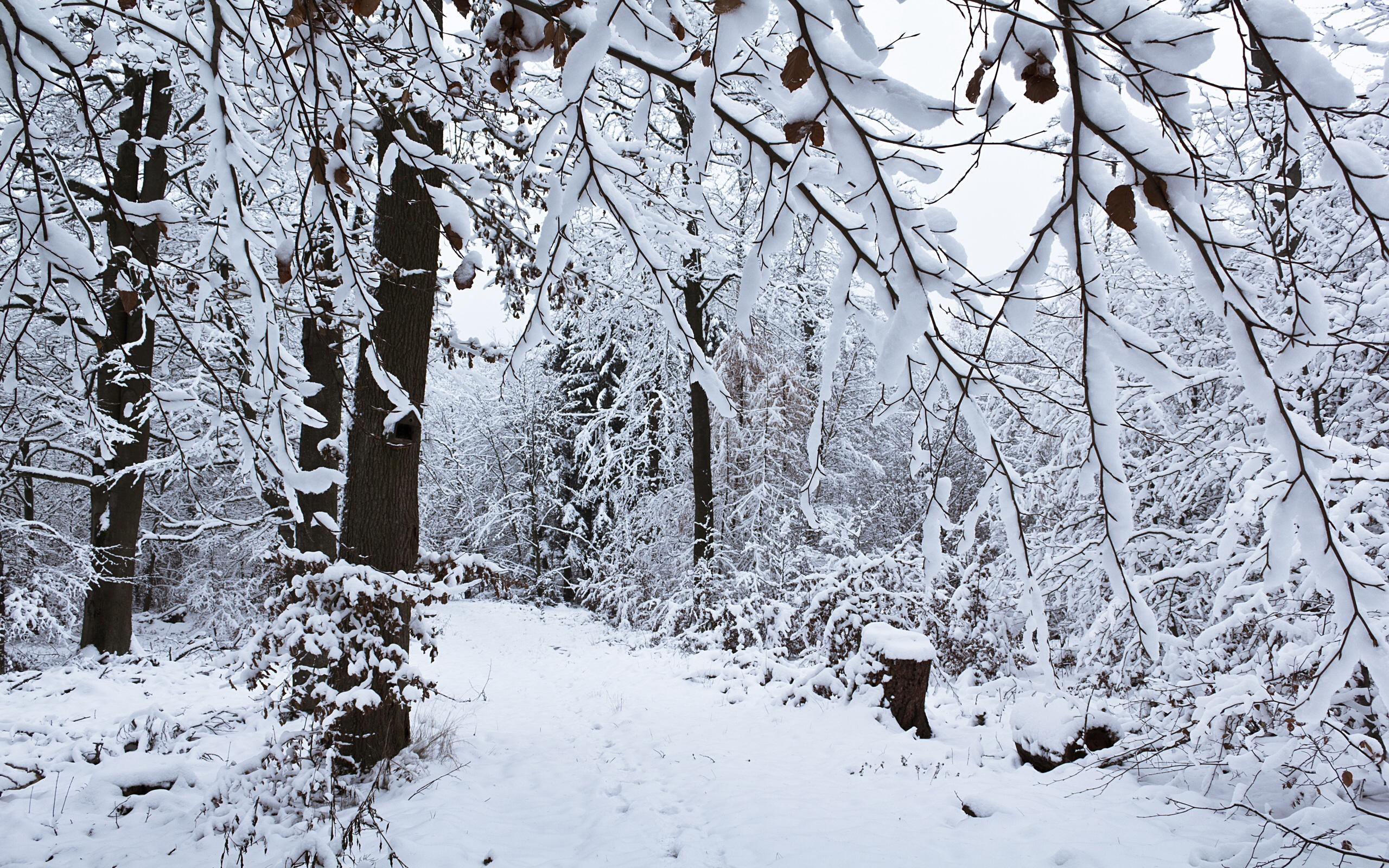 2560x1600 Winter Forest desktop PC and Mac wallpaper