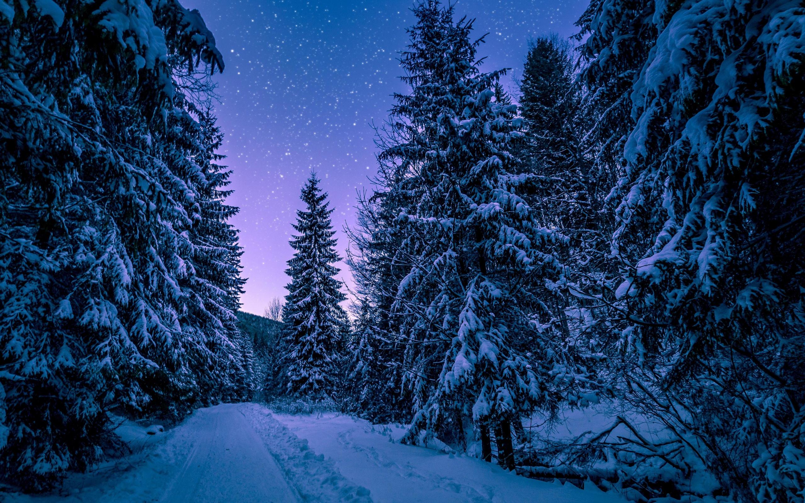 2560x1600 Download 2560x1600 wallpaper winter, night, road though trees, dual wide, widescreen 16: widescreen, 2560x1600 HD image, background, 10335
