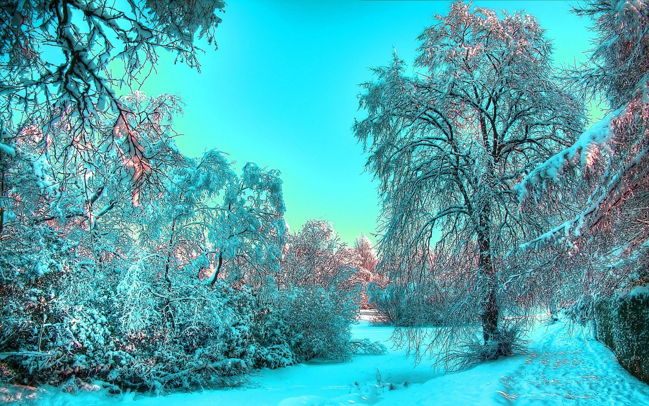 2560x1600 landscapes nature winter trees hdr photography 2560x1600 wallpaper