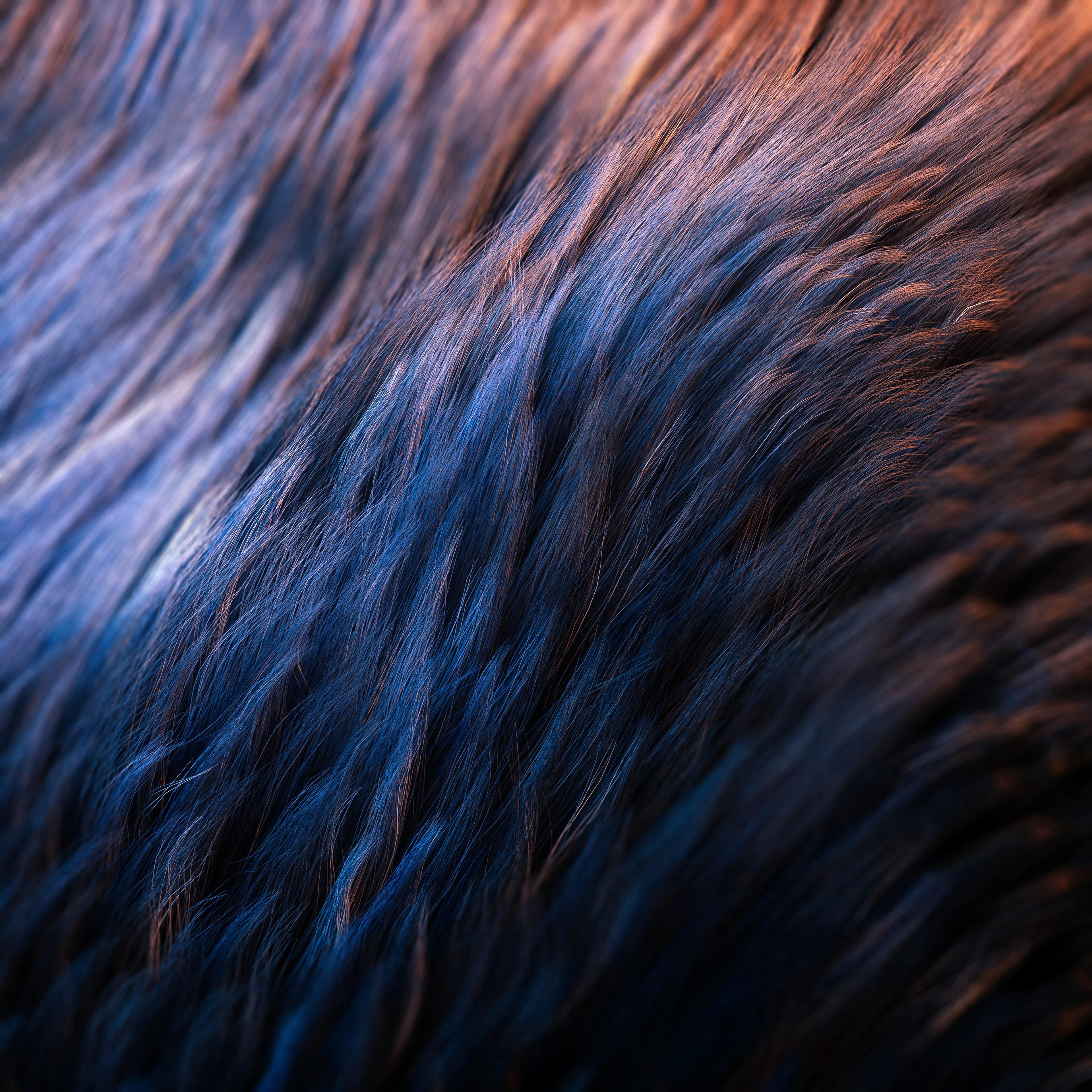 3840x3840 Wallpaper Blue and Brown Fur Textile, Background Free Image