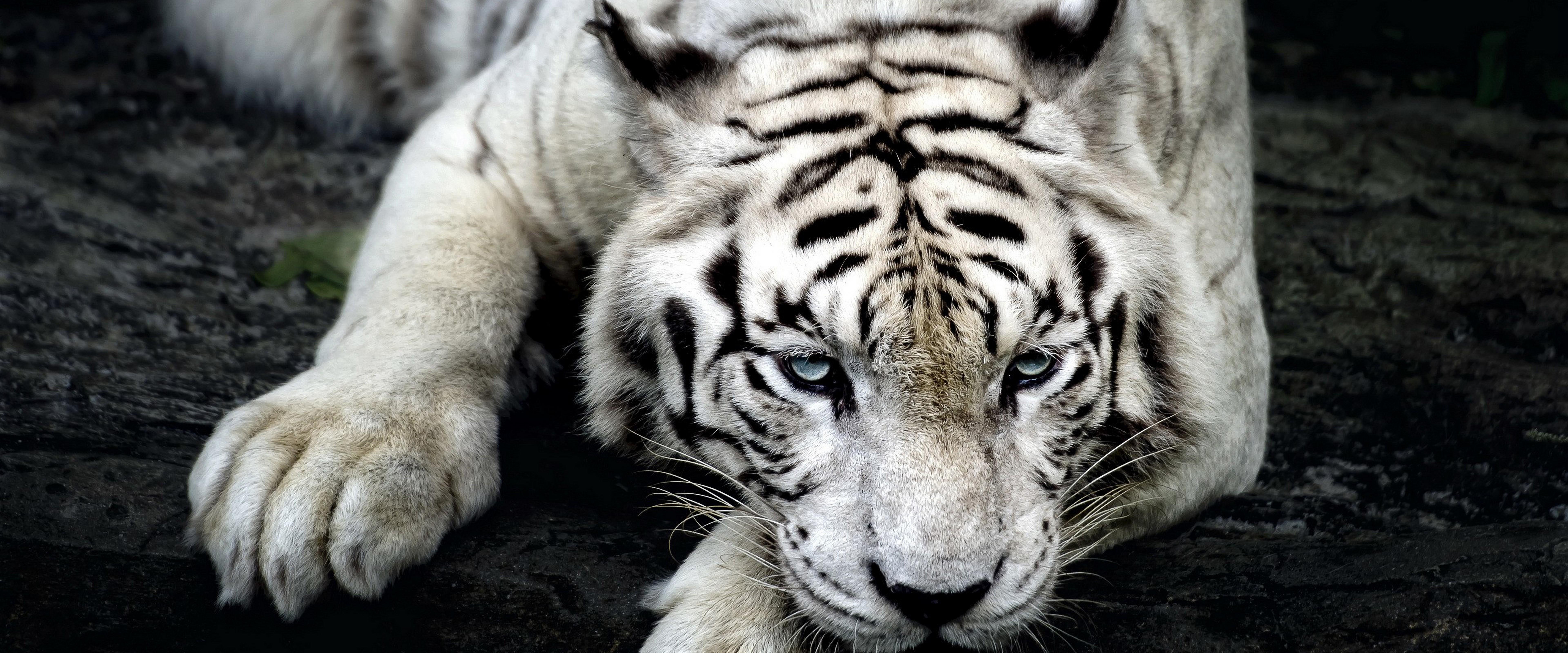 7680x3200 White Tiger 4K Wallpaper